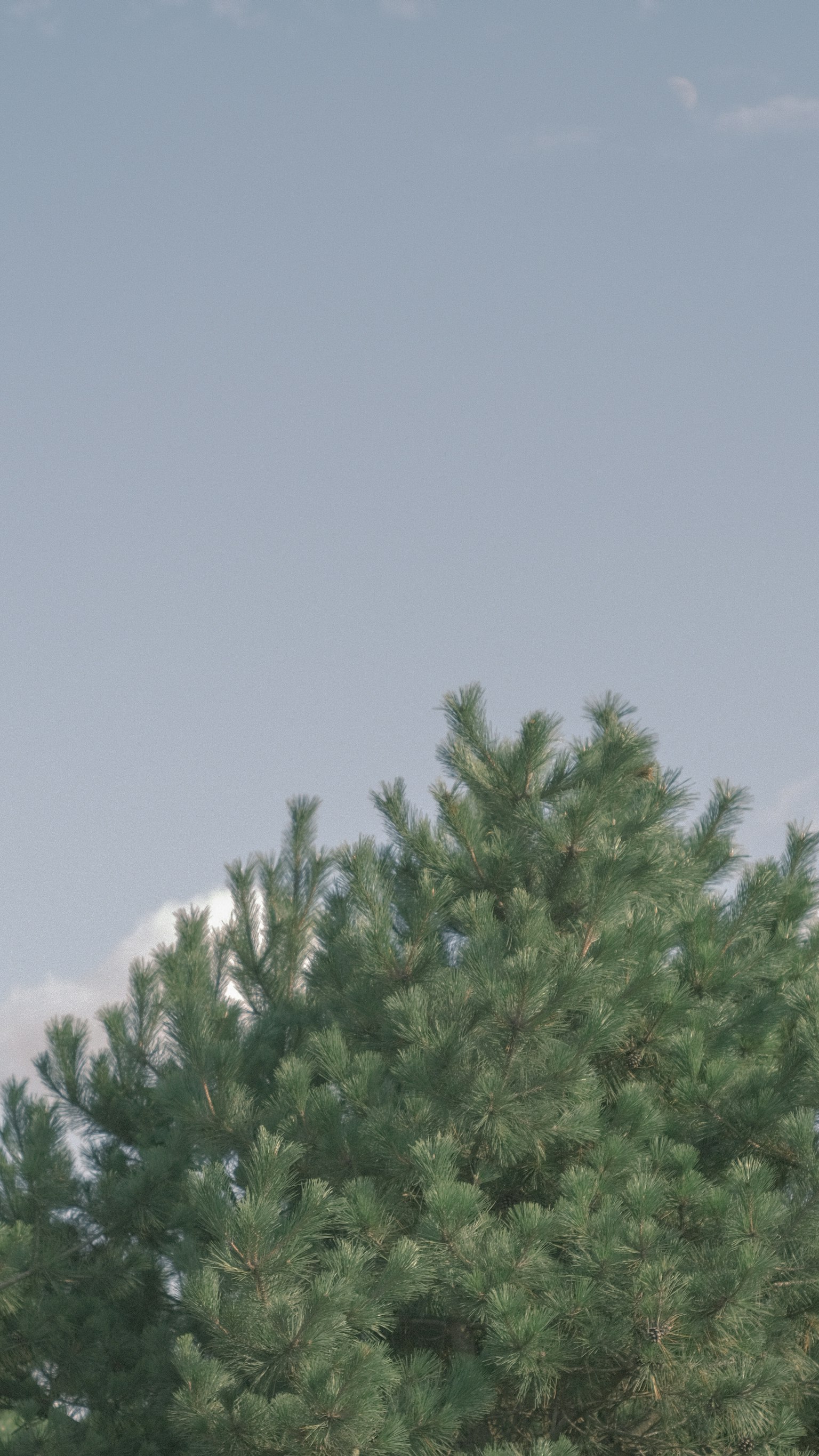 Albero verde lussureggiante contro un cielo blu con nuvole bianche