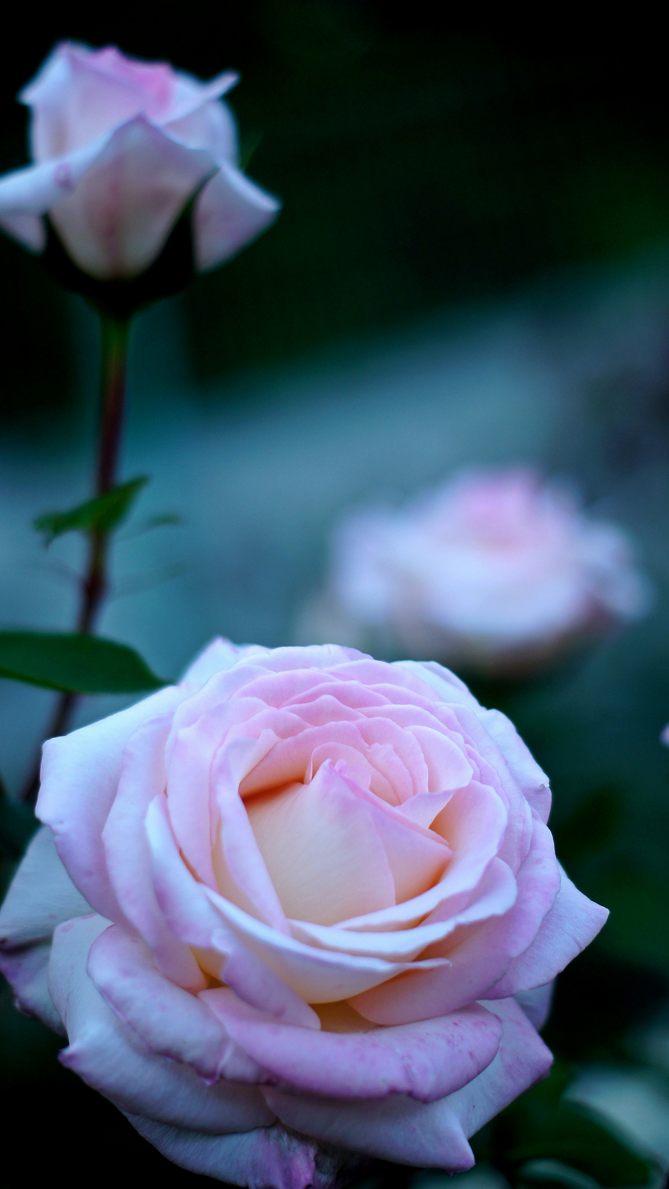 mawar pink mekar di taman mawar