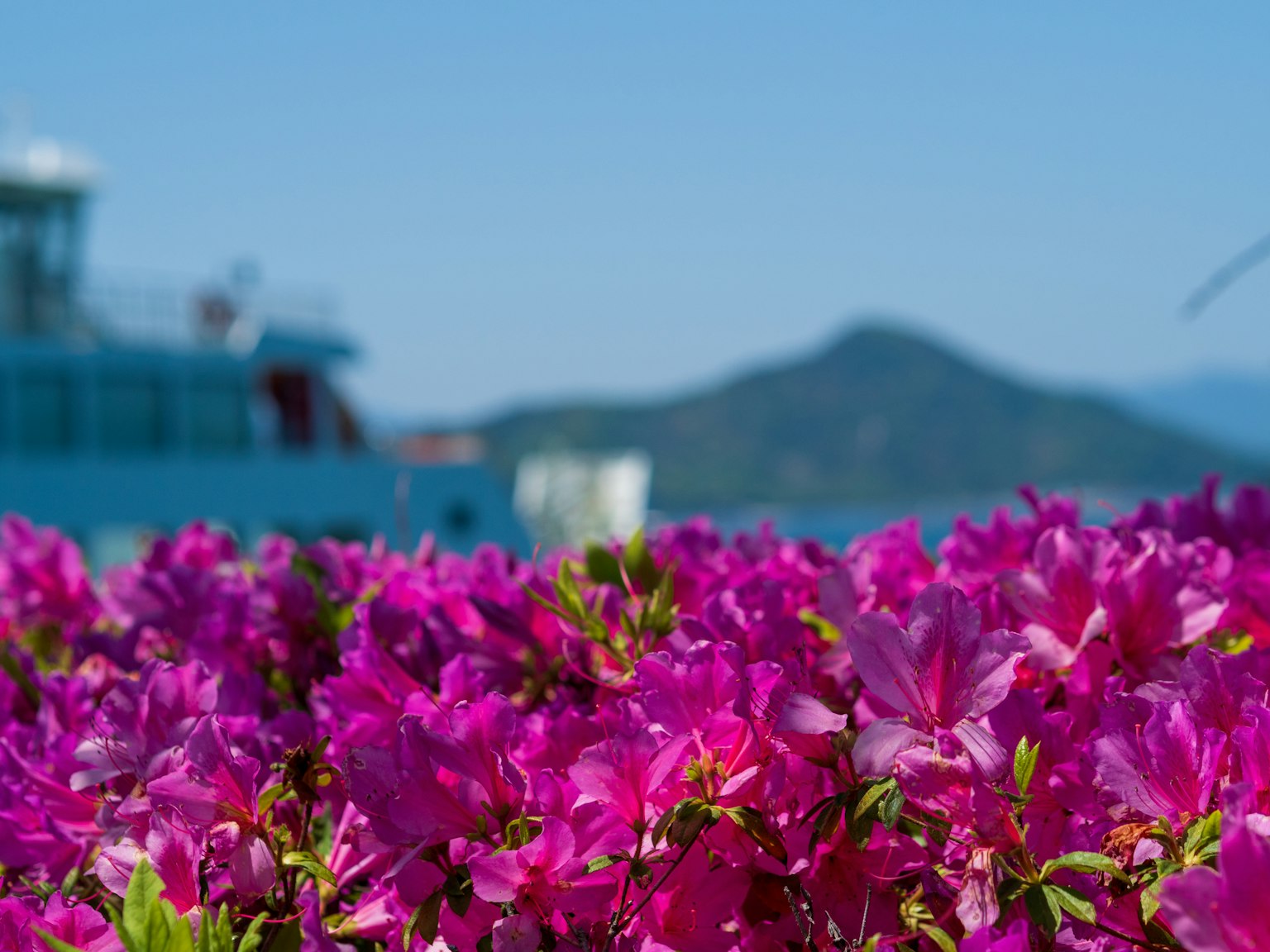 Fiori rosa vivaci in primo piano con una barca blu e montagne sullo sfondo