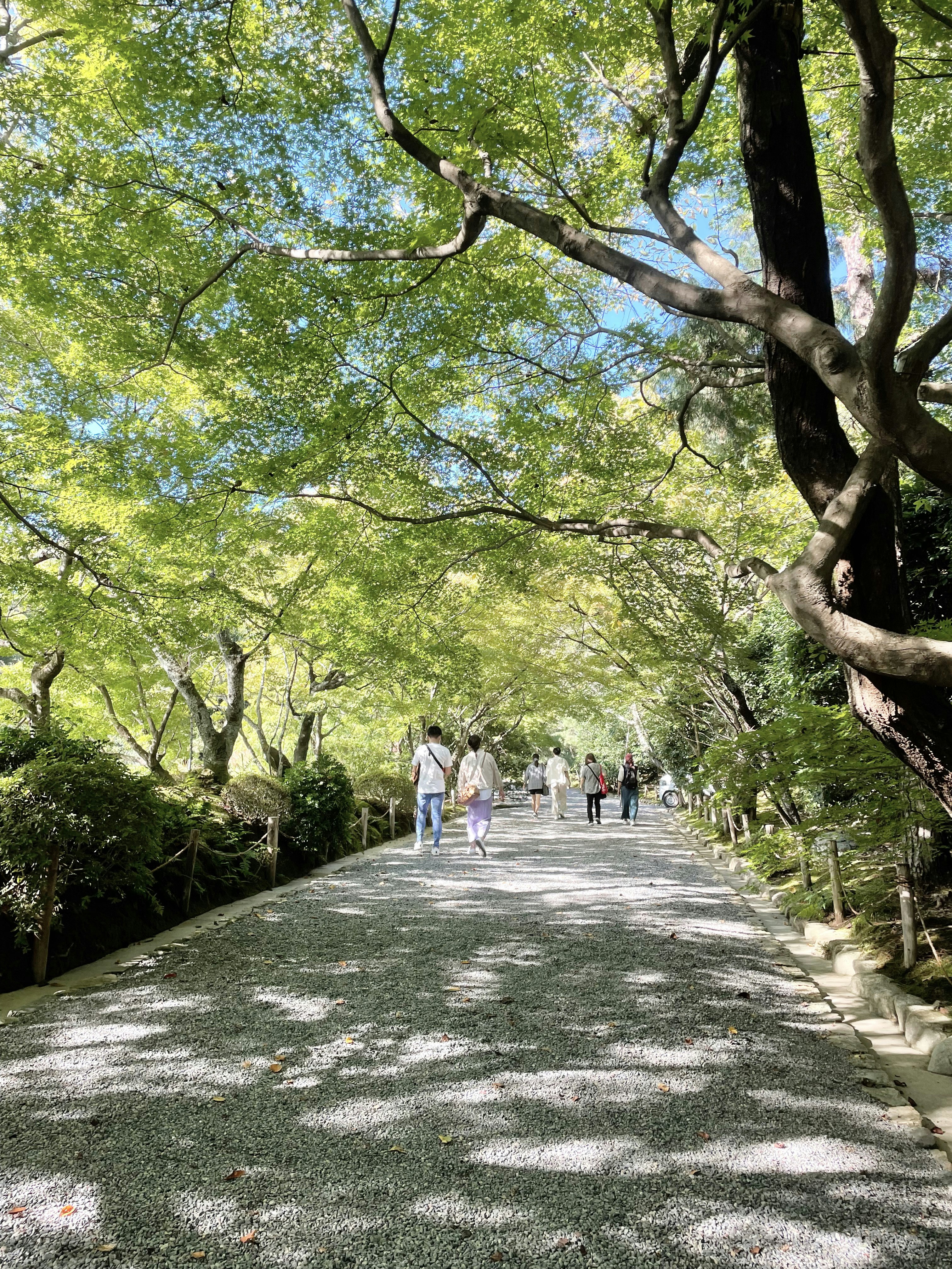 木々に囲まれた並木道を歩く人々のある散策路