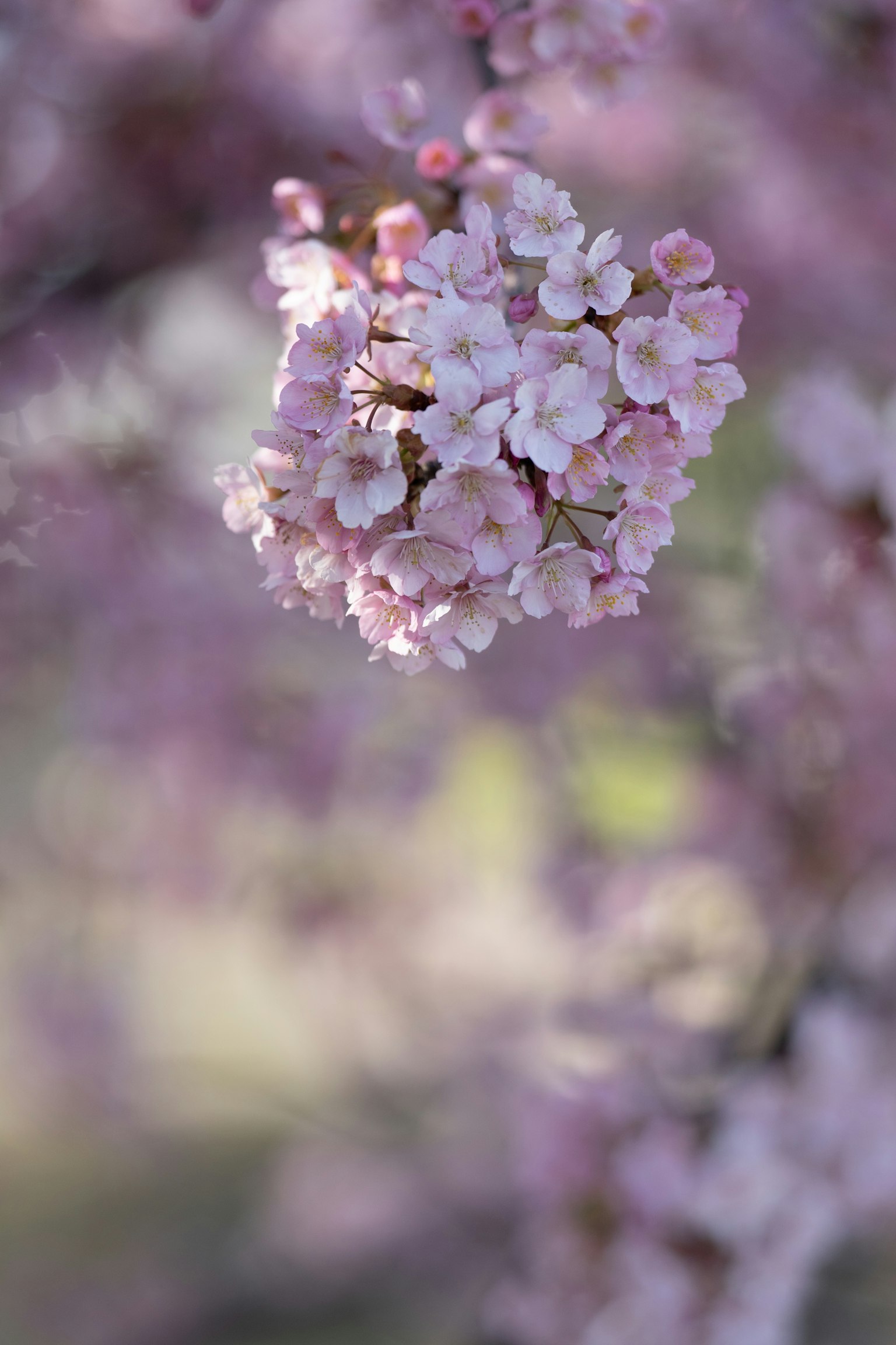 Close-up of pale pink flowers blooming in clusters