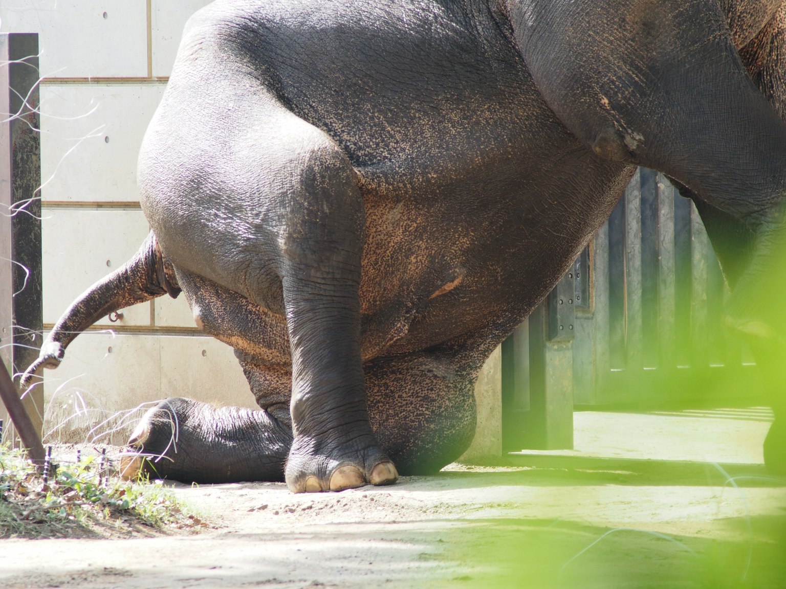 Éléphant assis avec sa patte arrière visible