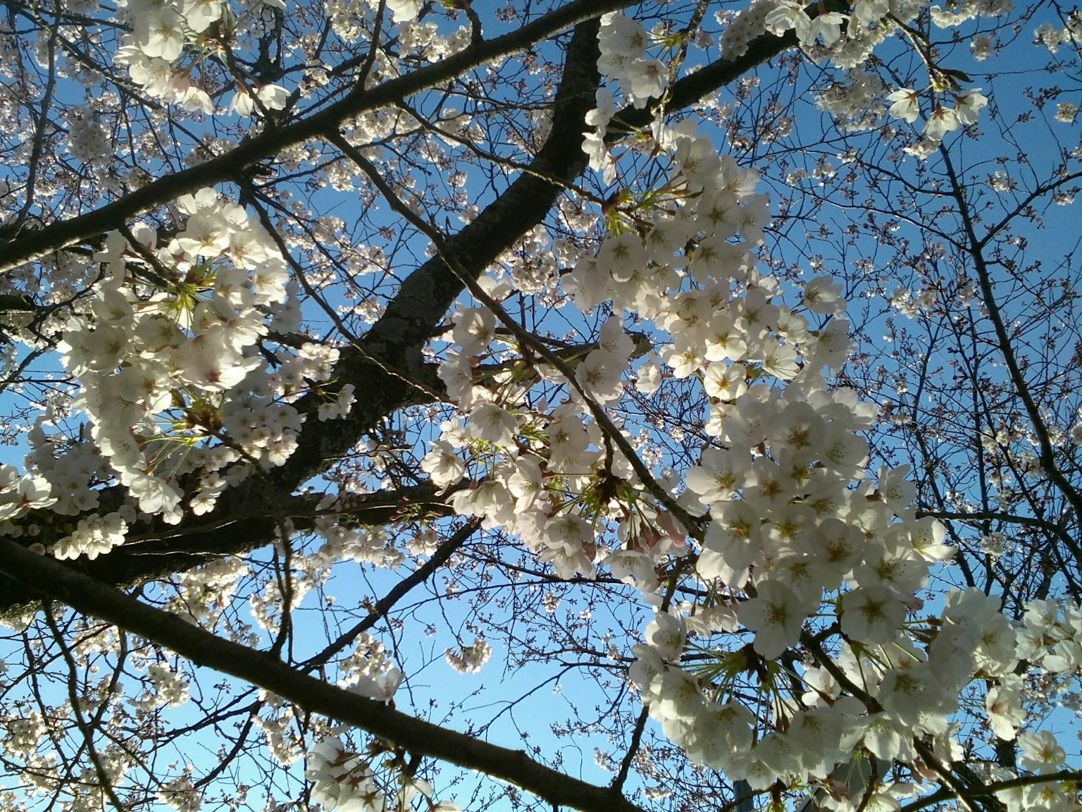 Branches full of cherry blossoms under a blue sky