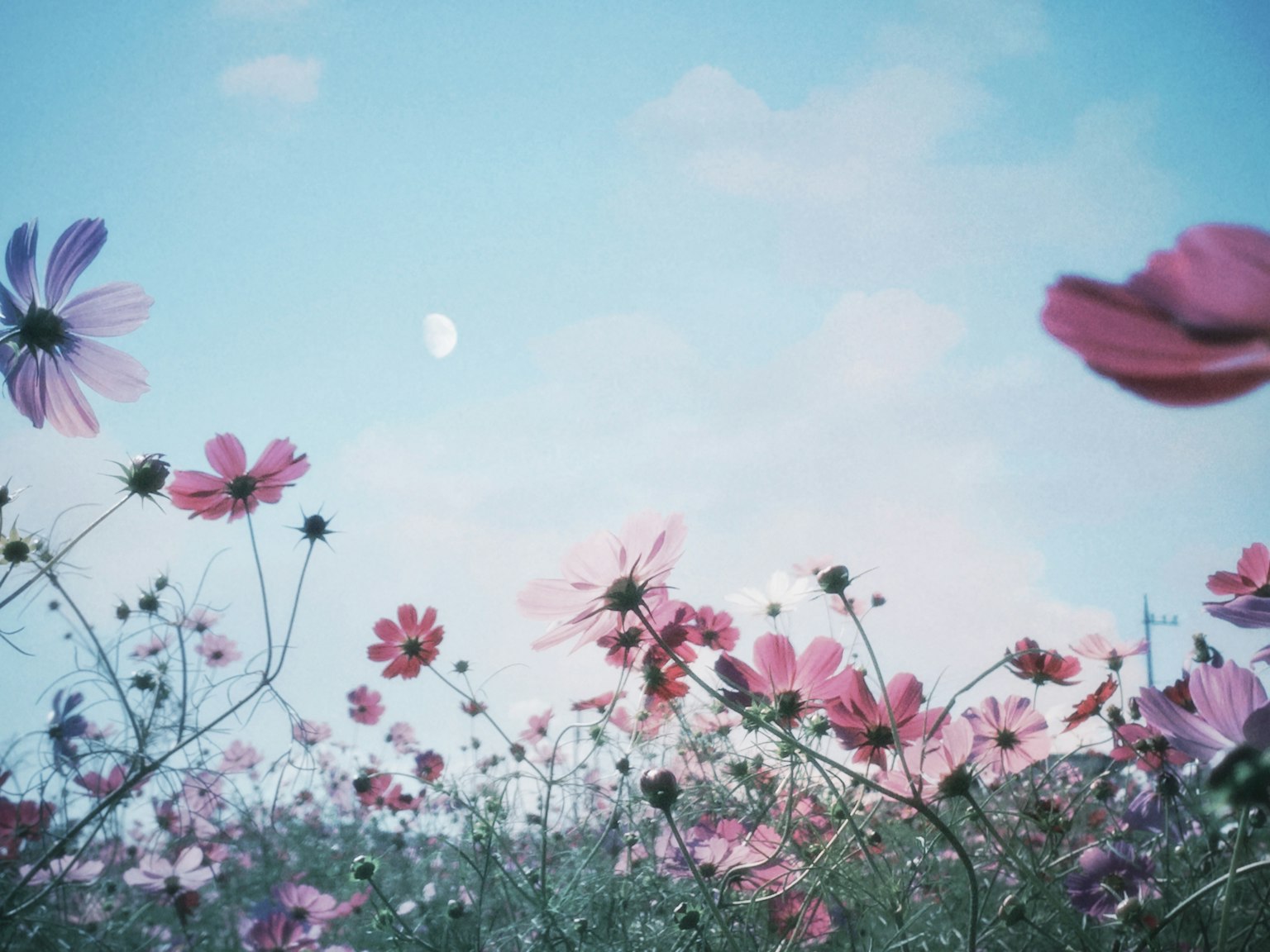 A field of colorful flowers under a blue sky with soft clouds