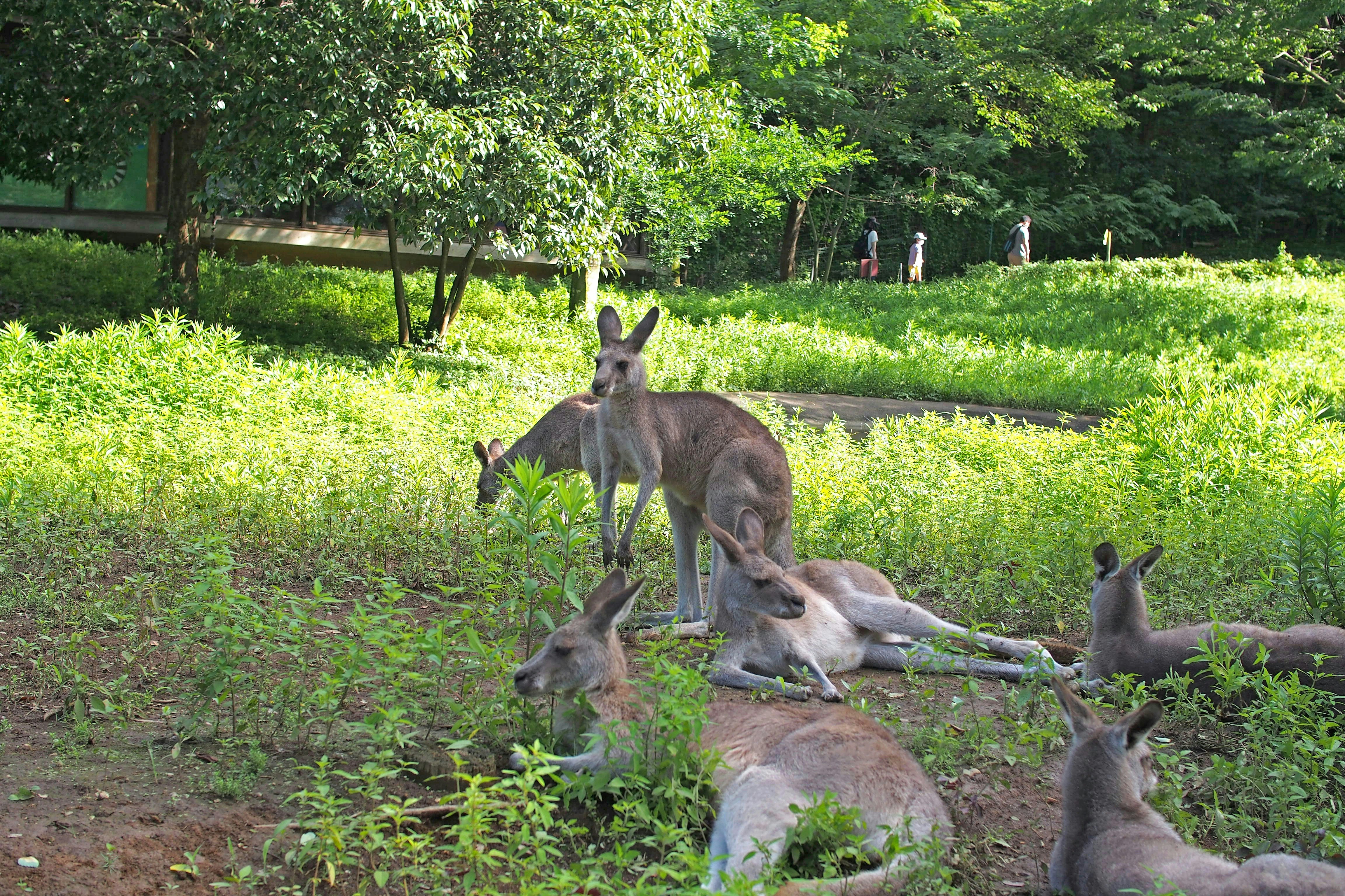 草地でくつろぐカンガルーの群れ