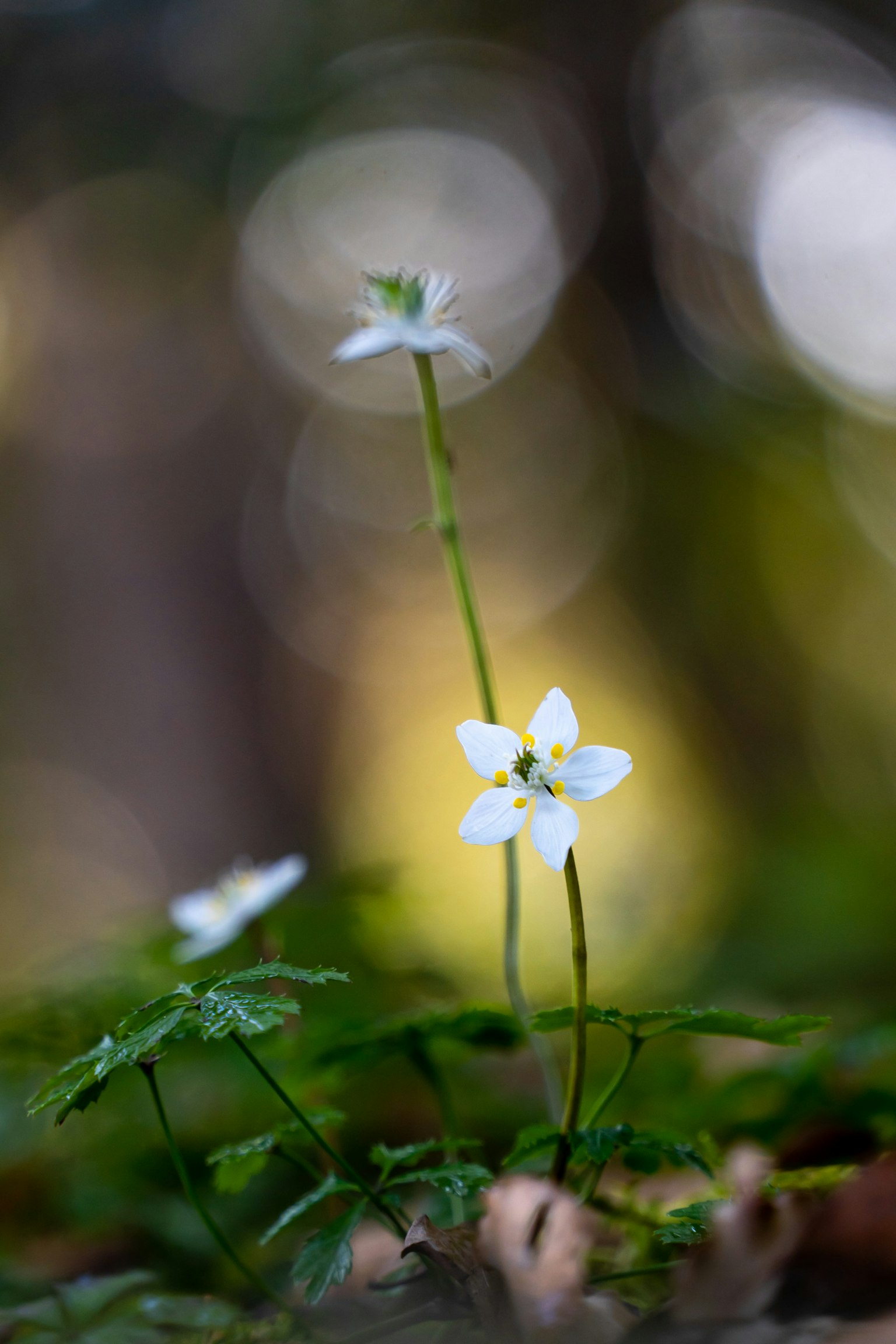Fleur blanche délicate avec des feuilles vertes dans un cadre naturel