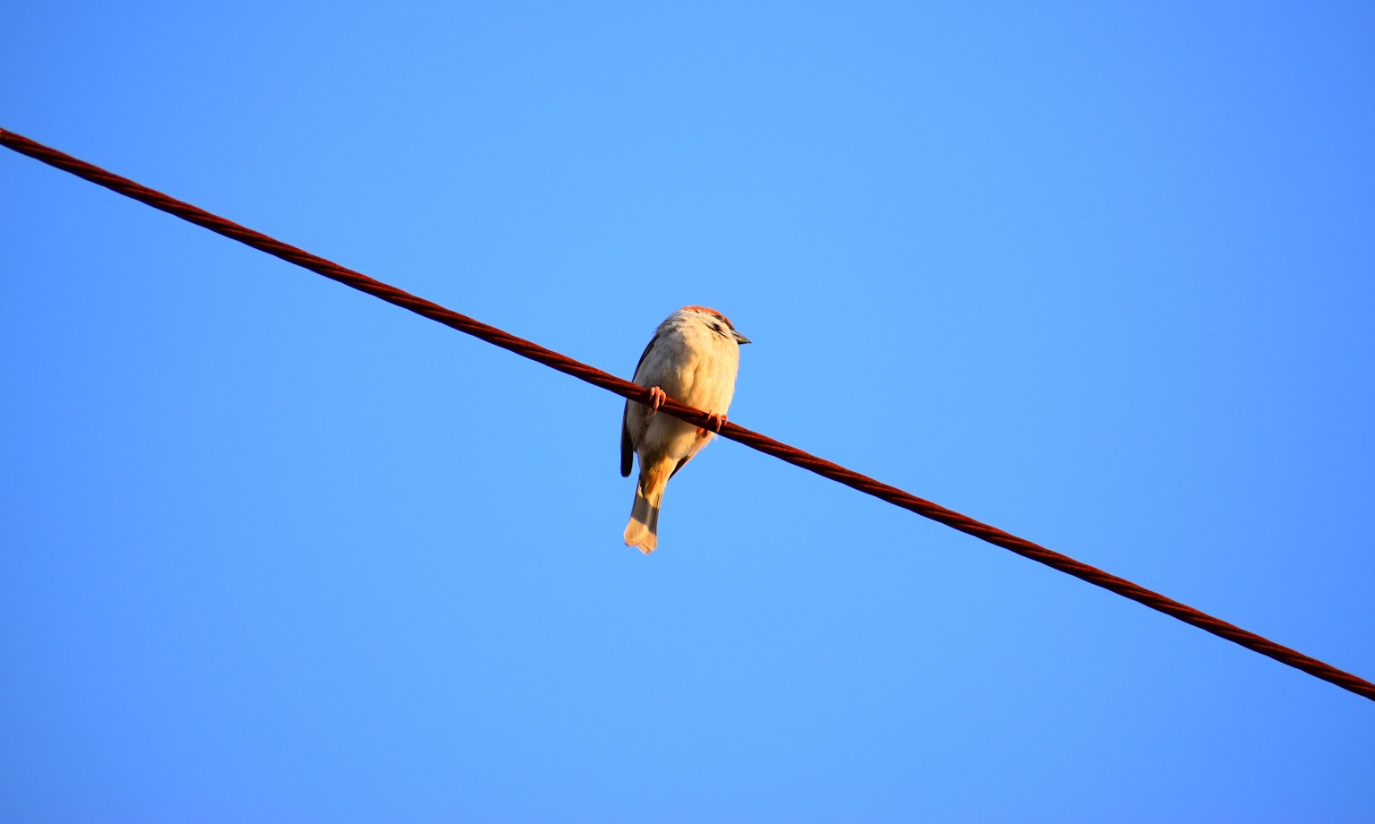 Un petit oiseau reposant sur une ligne électrique sous un ciel bleu