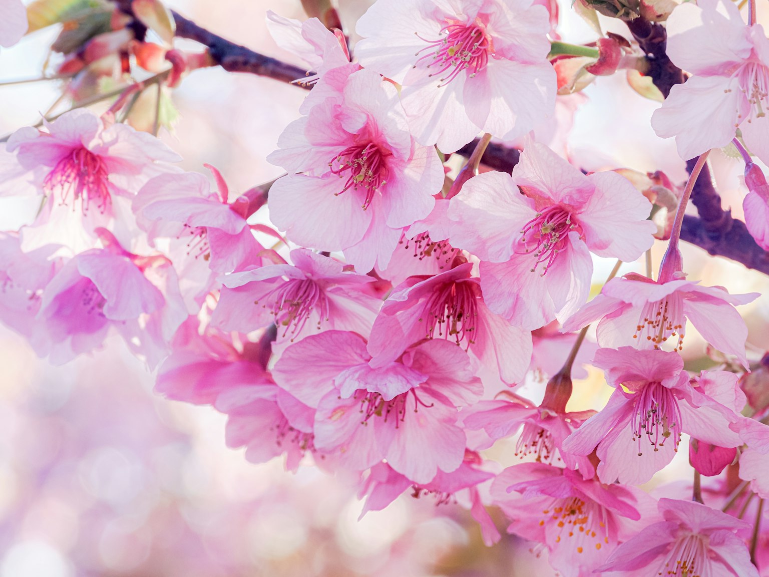 Close-up bunga sakura di cabang