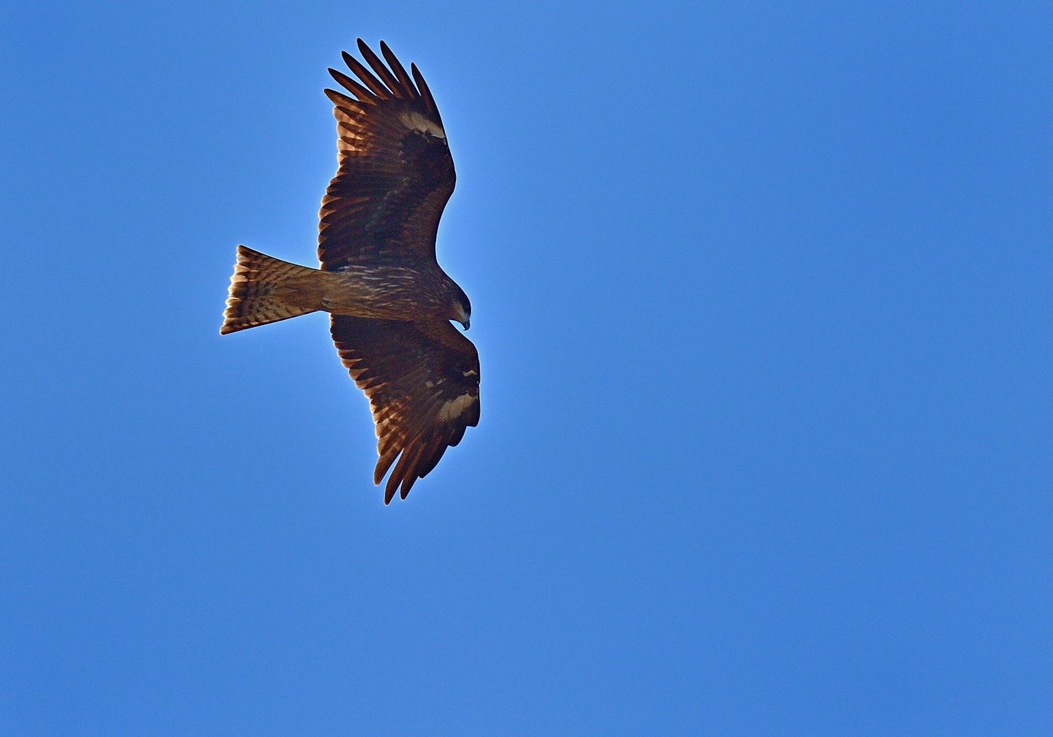 Silhouette of a hawk flying against a blue sky