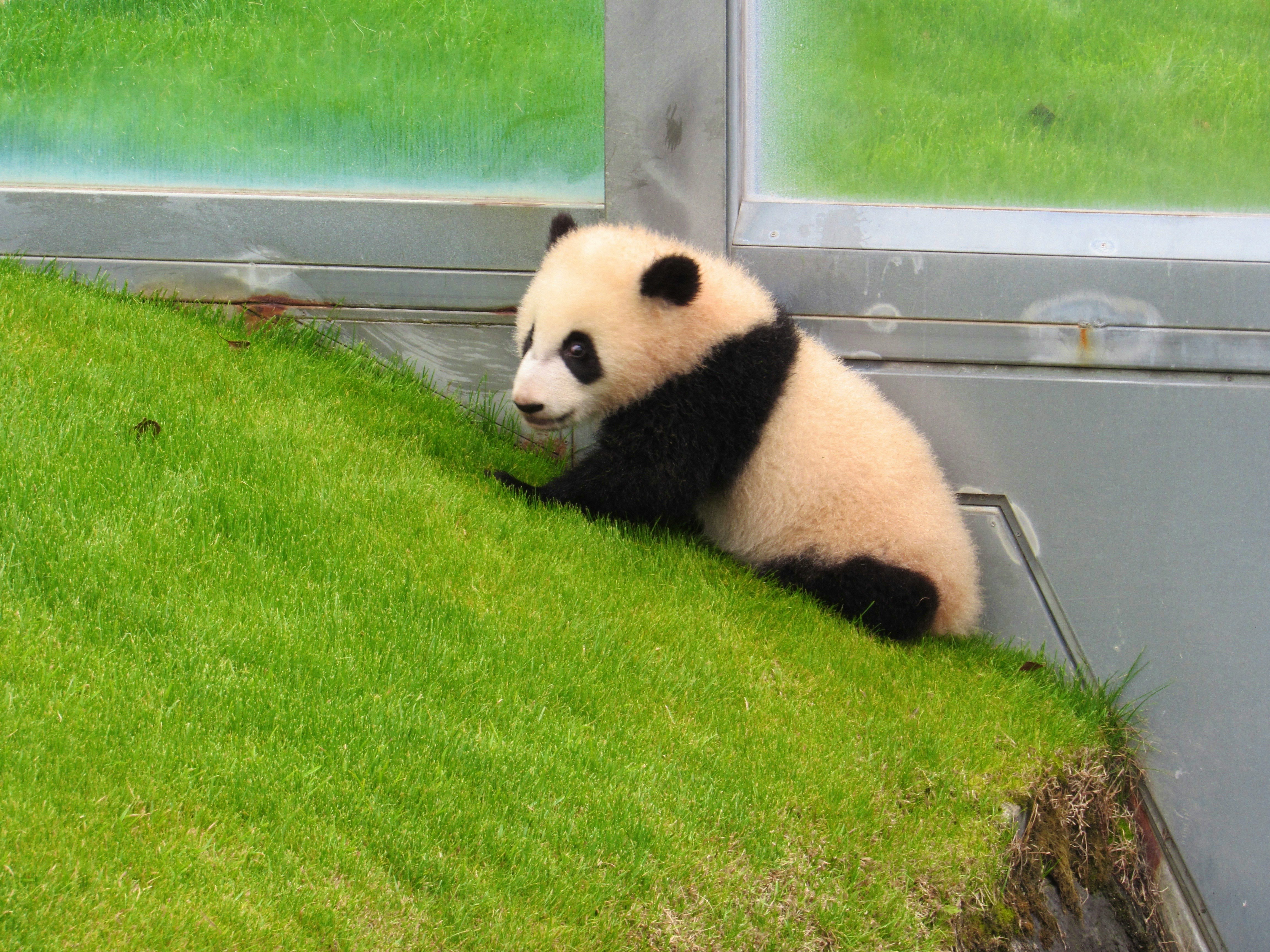 芝生の上で横たわるパンダ