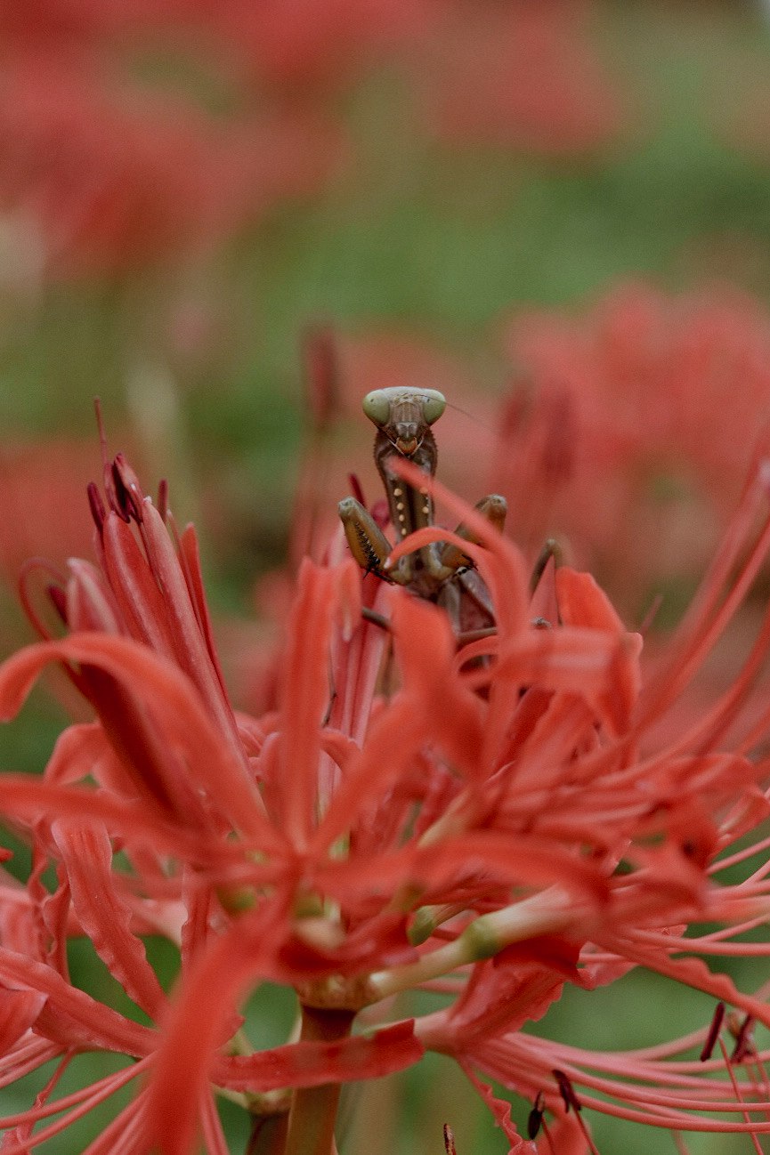 small figurine standing among red spider lilies