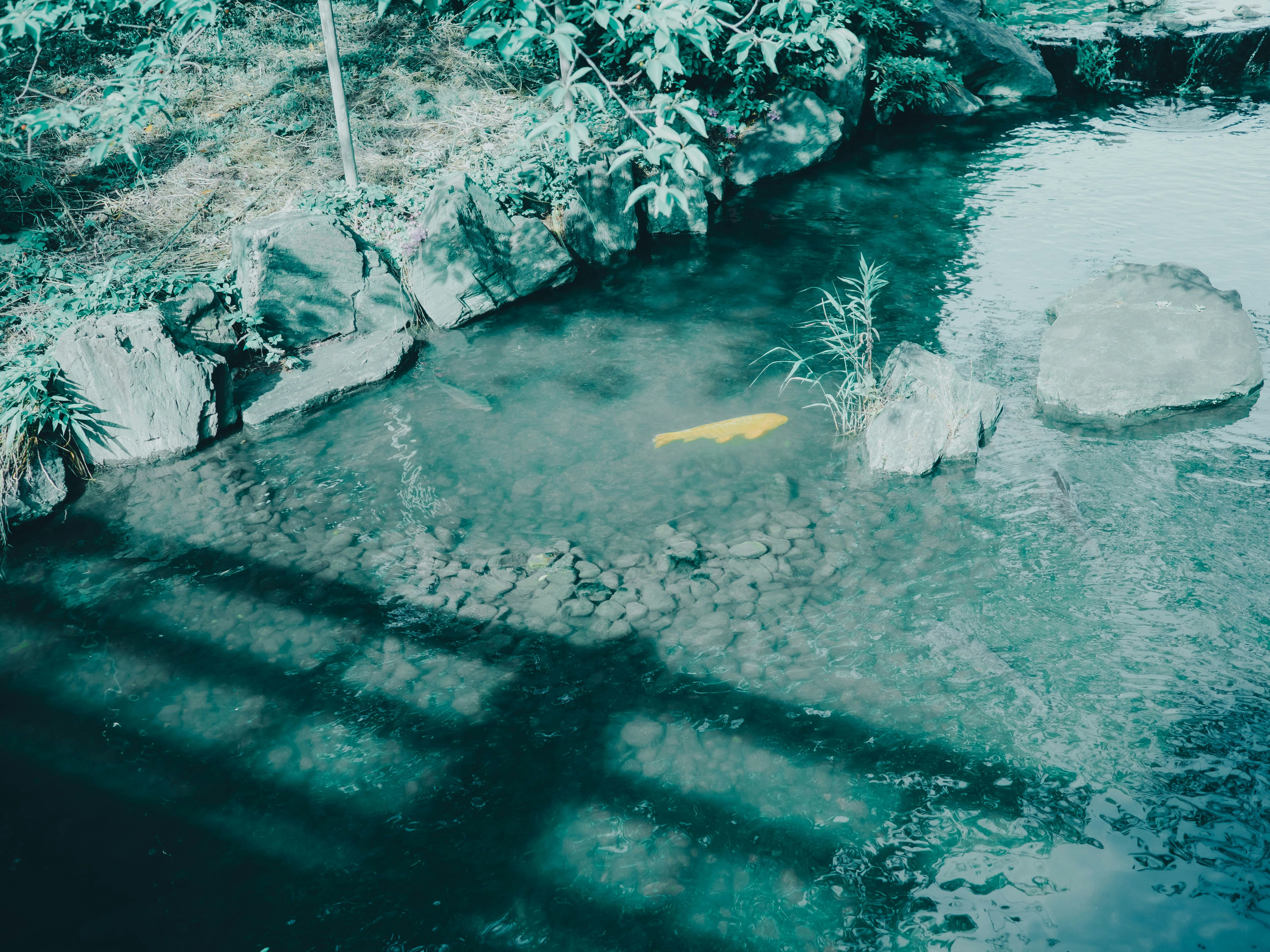 川辺の浅瀬に泳ぐ魚と水草のある自然の水辺