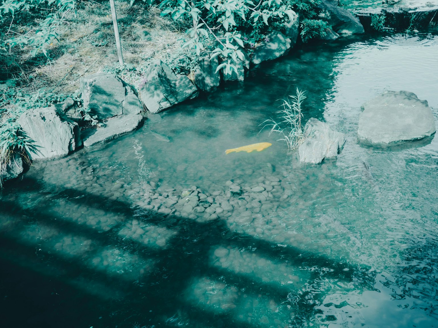 Ikan koi kuning berenang di kolam dikelilingi batu dan tanaman