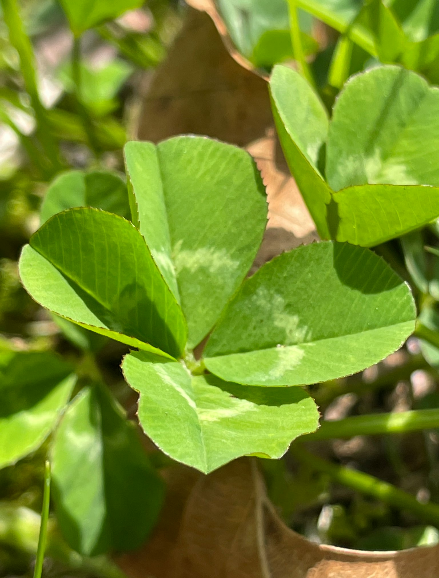 Un trifoglio verde brillante con motivi fogliari distintivi