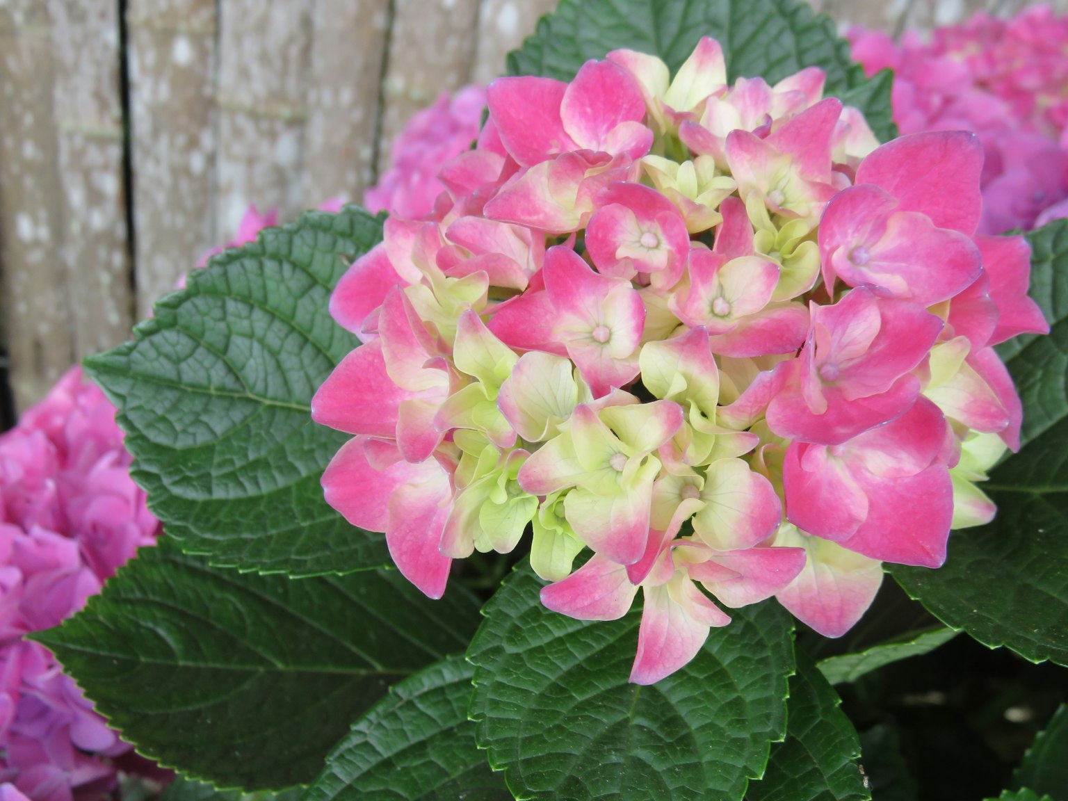 Flores de hortensia rosa y crema floreciendo sobre hojas verdes