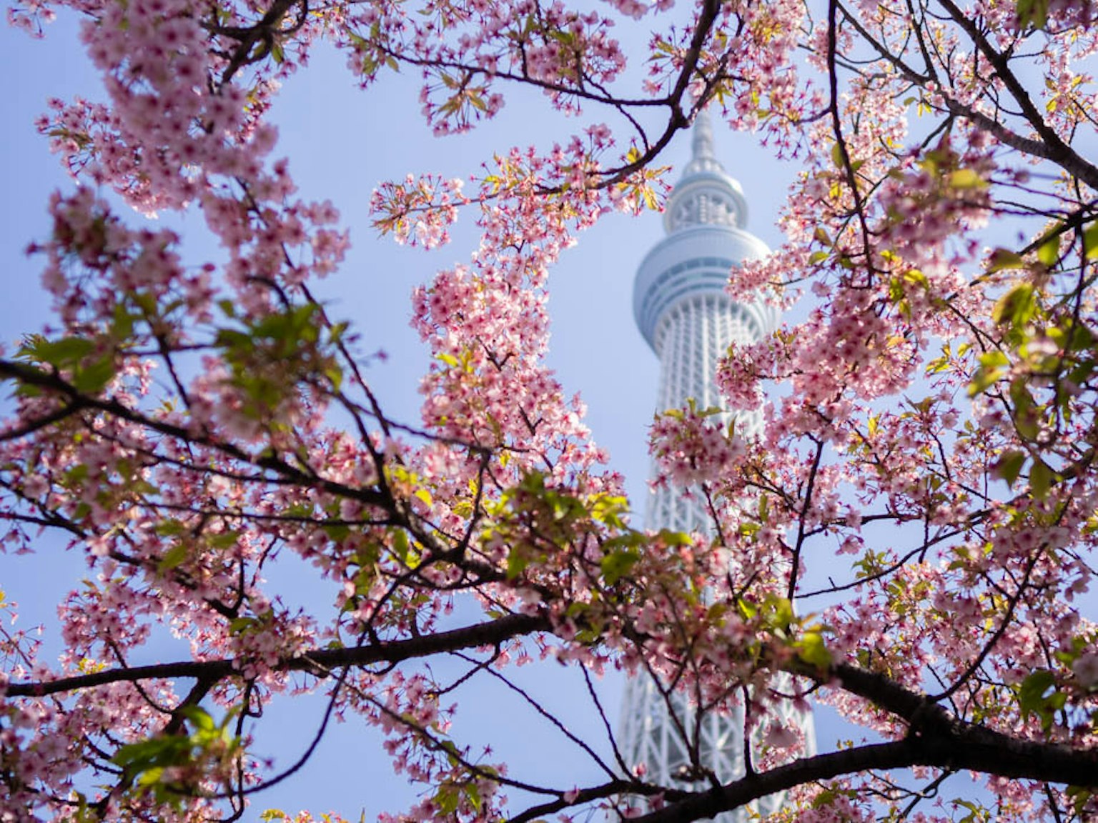 Tokyo Skytree incorniciato da fiori di ciliegio rosa in primavera