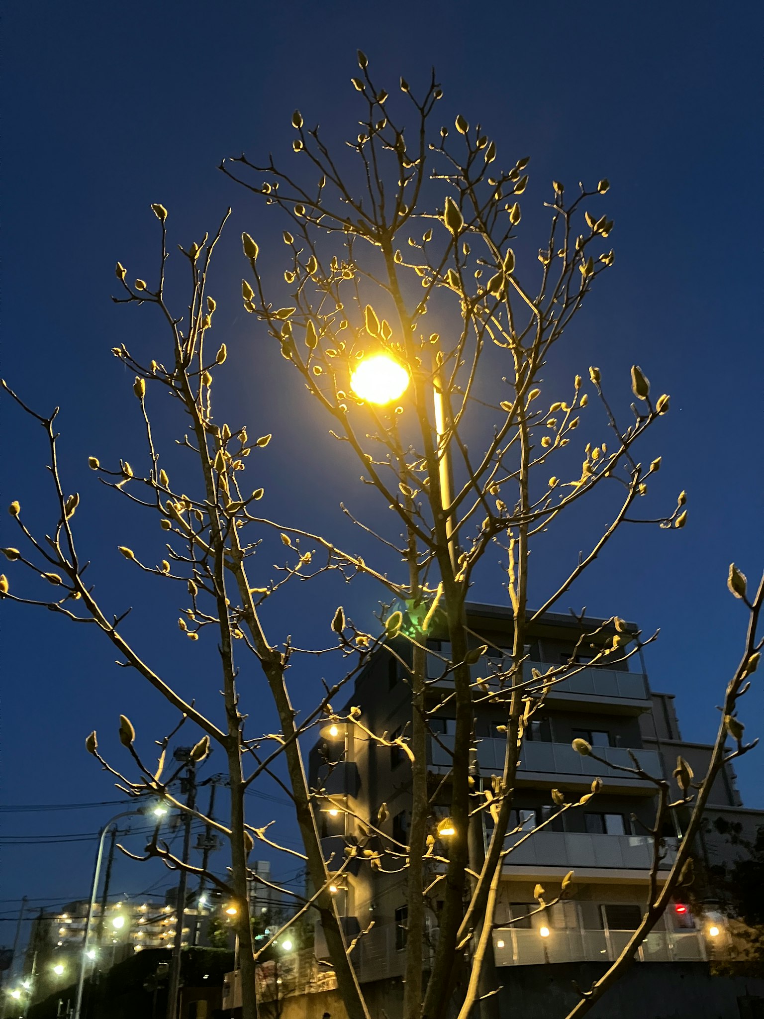 夜晚街灯照亮的树枝