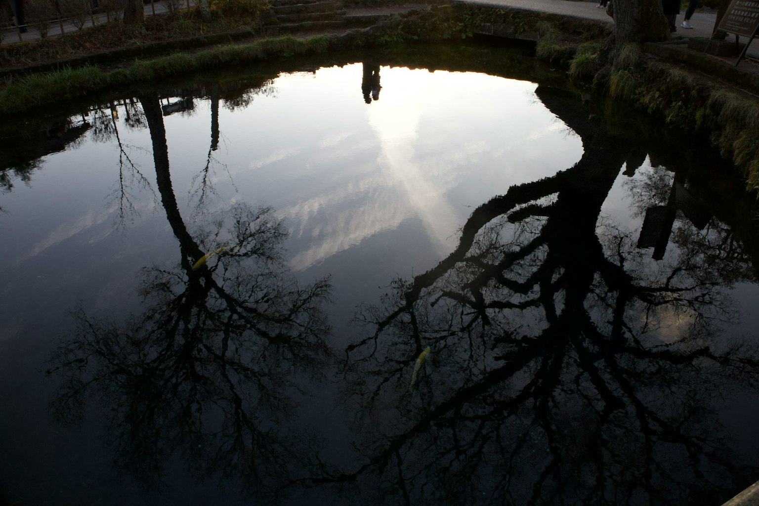 Reflejo de un árbol en agua tranquila con un paisaje sereno