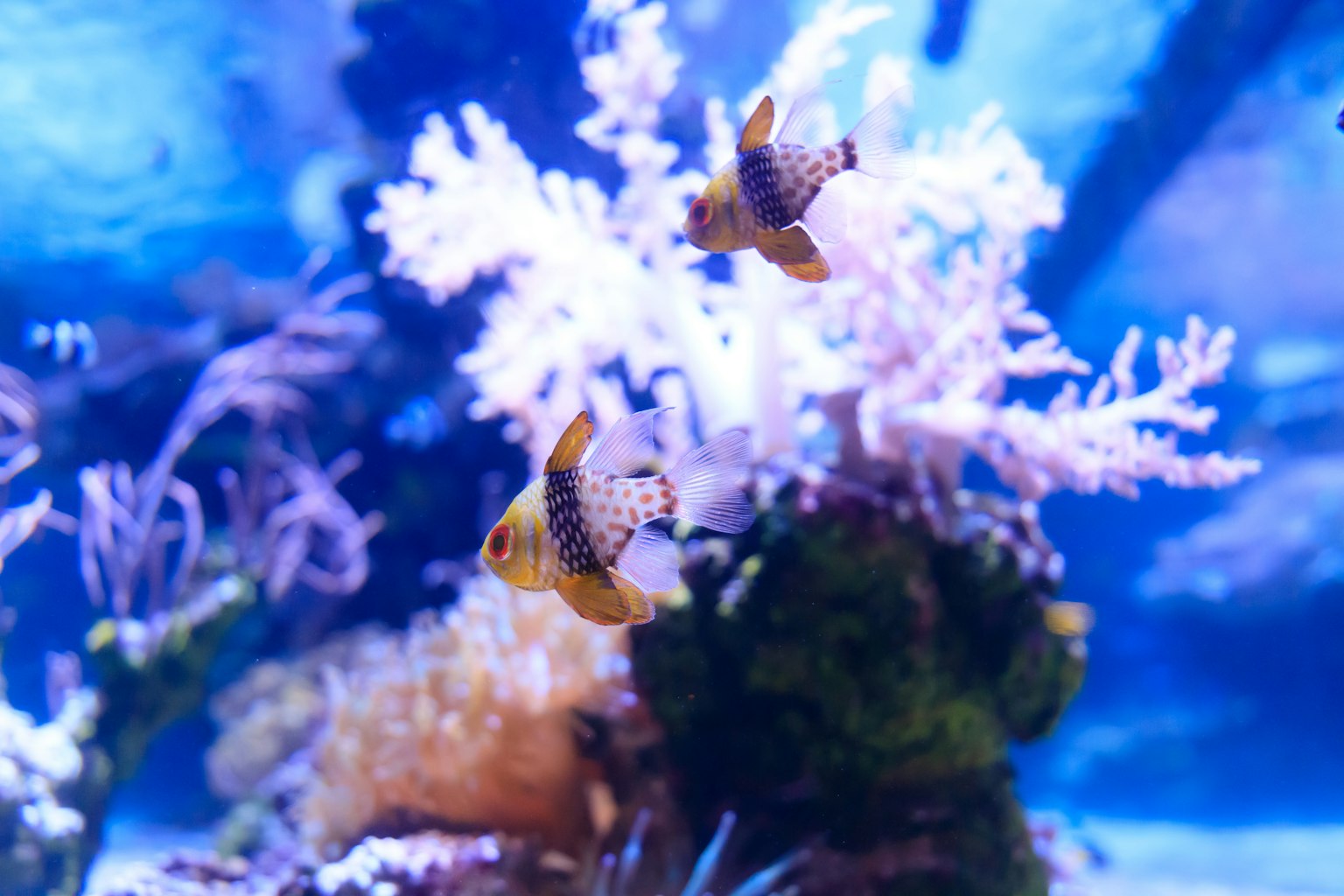 Korallen und Fische in einem blauen Aquarium