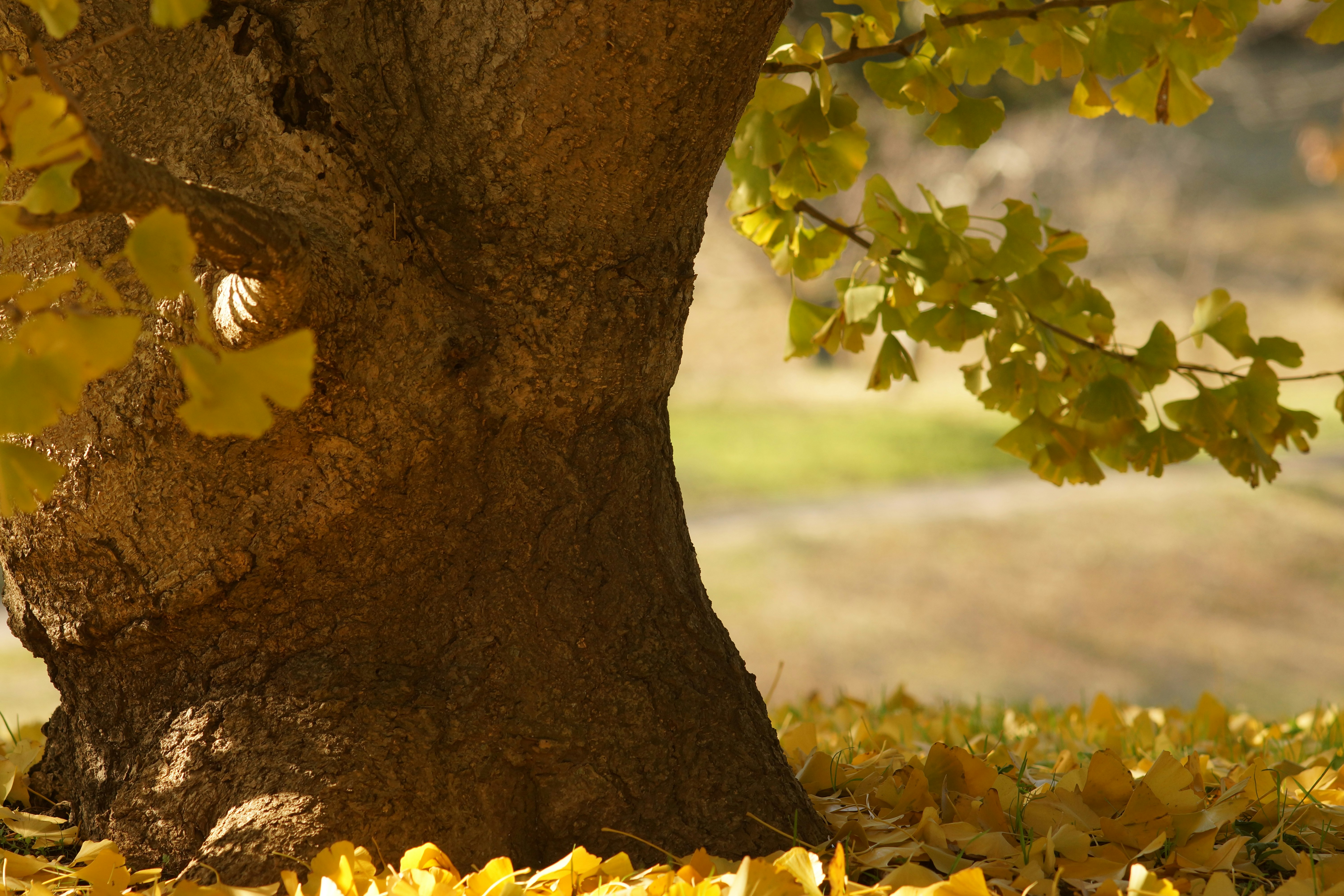 tree trunk with fallen autumn leaves on the ground