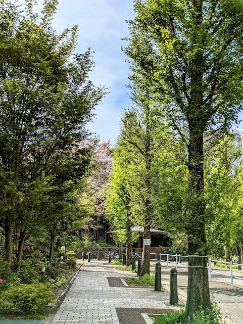 並木道を歩くための遊歩道のある緑の公園