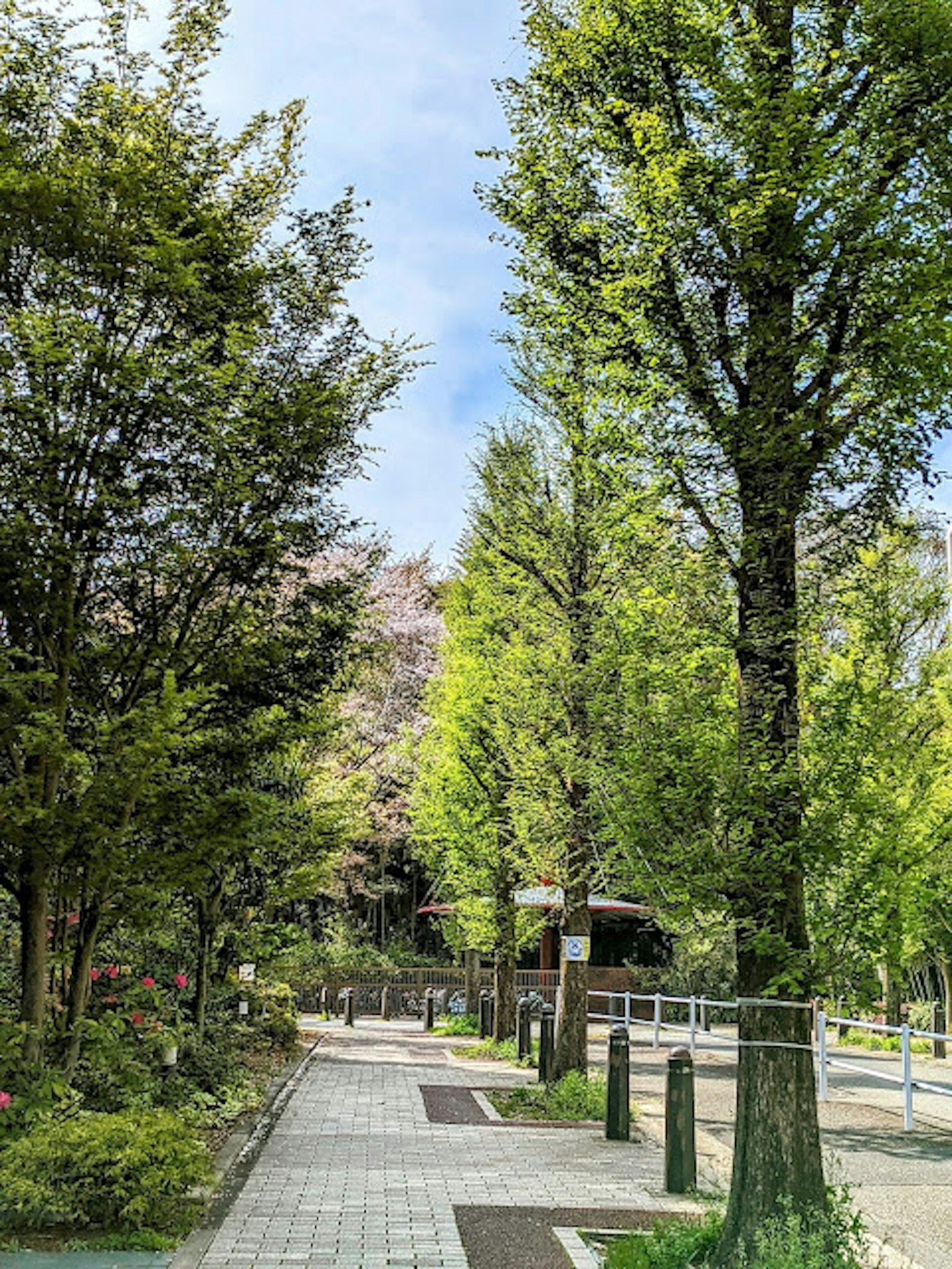 郁郁蔥蔥的公園小徑和高大的樹木