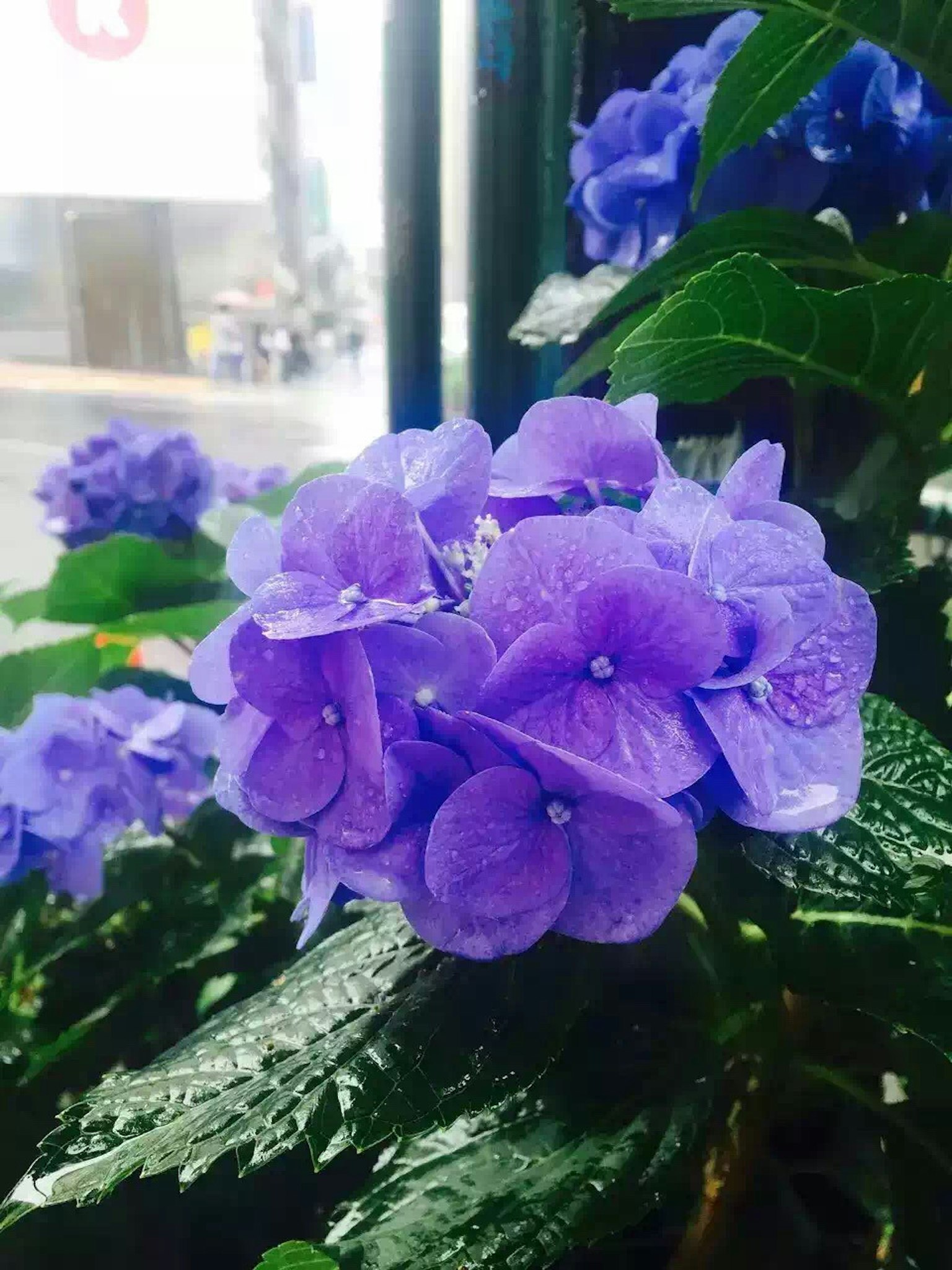 Fiori viola con gocce di pioggia e foglie verdi