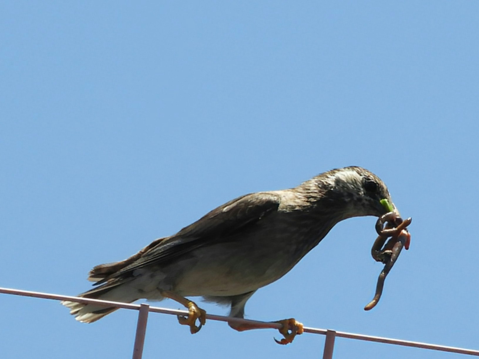 ein Star füttert seine Jungvögel