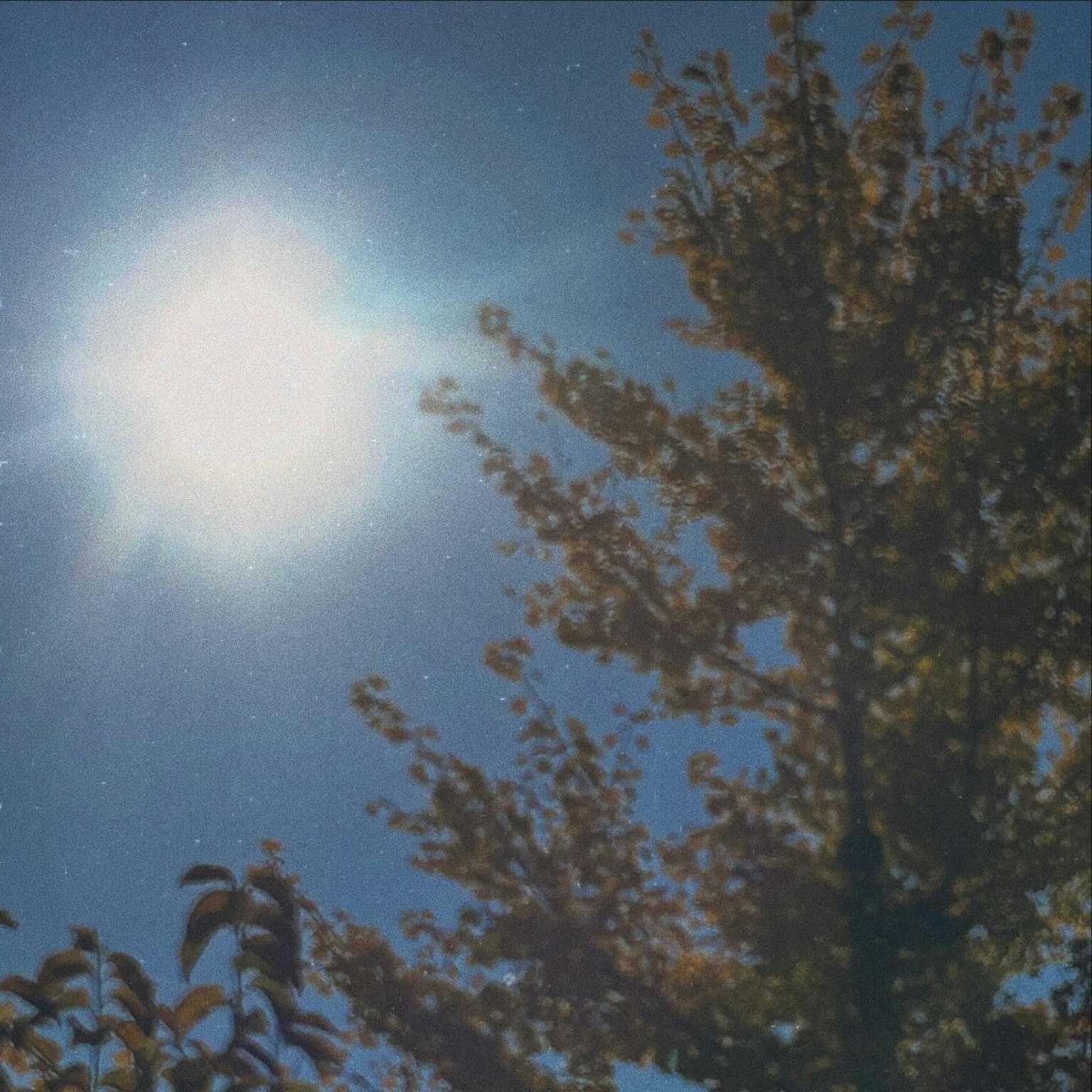 青空の下にある木と太陽の明るい光