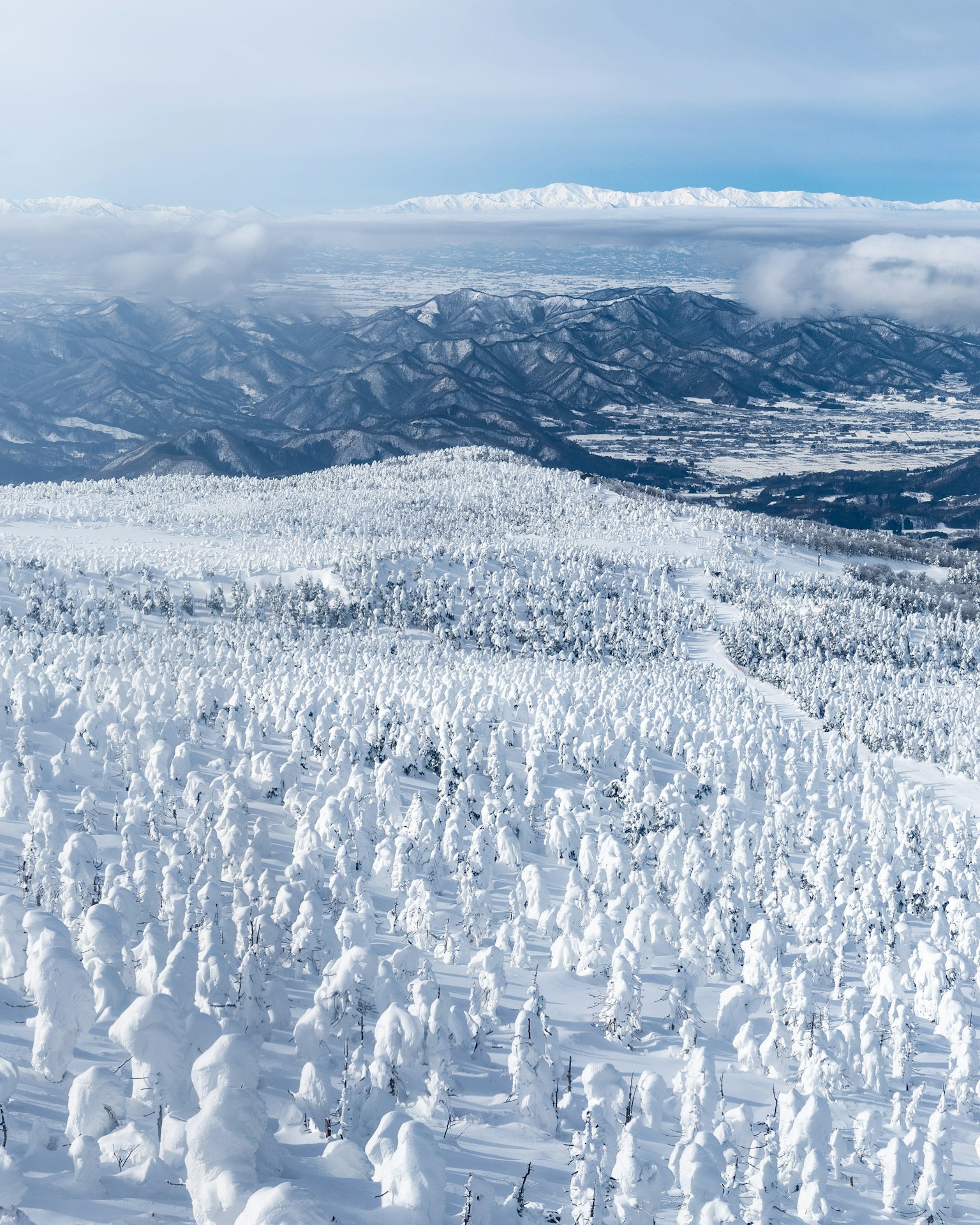 Schneebedeckte Berge mit einer weiten Ausdehnung weißer Bäume