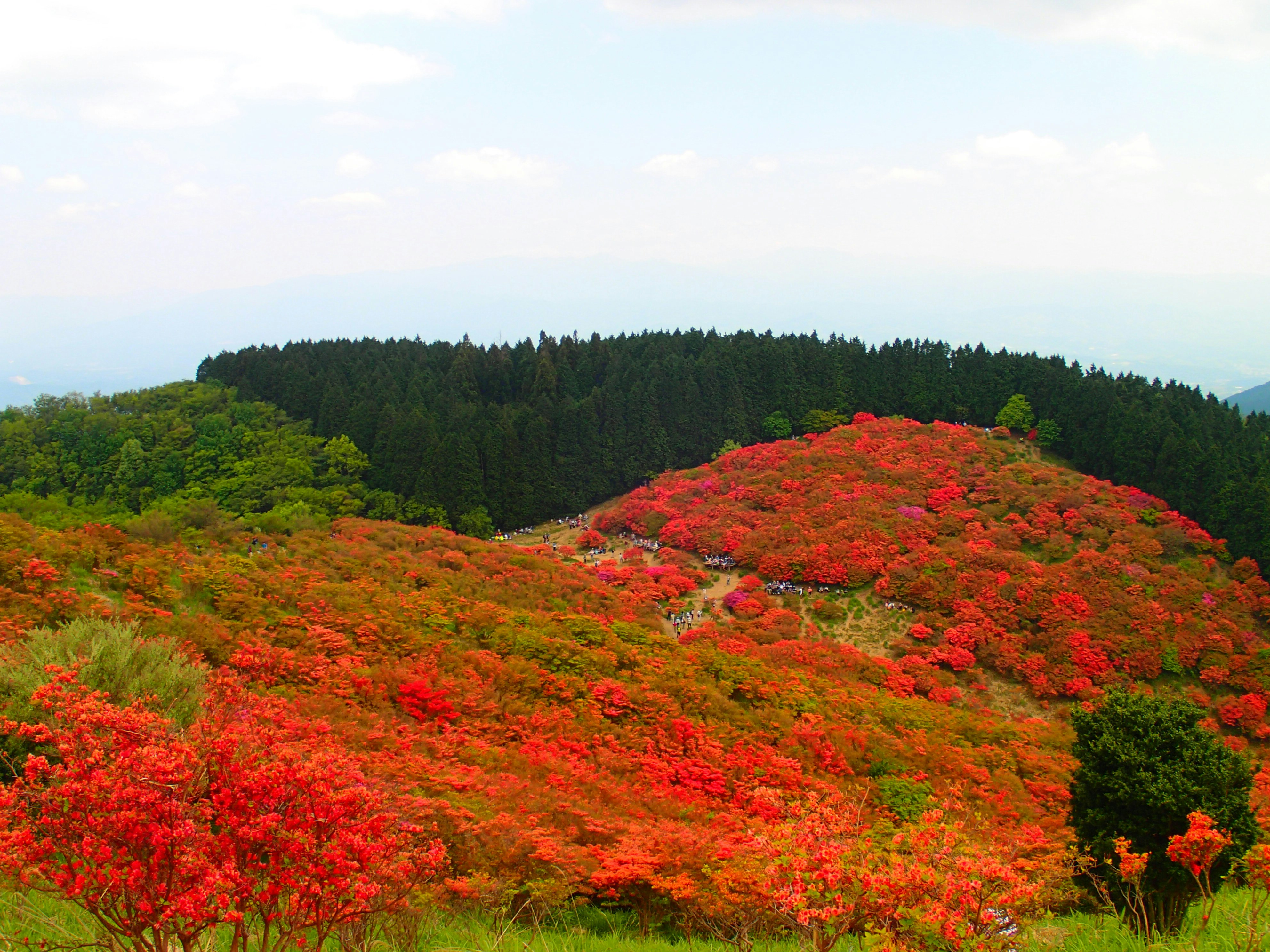 丘陵に広がる赤い紅葉の群生と森の稜線