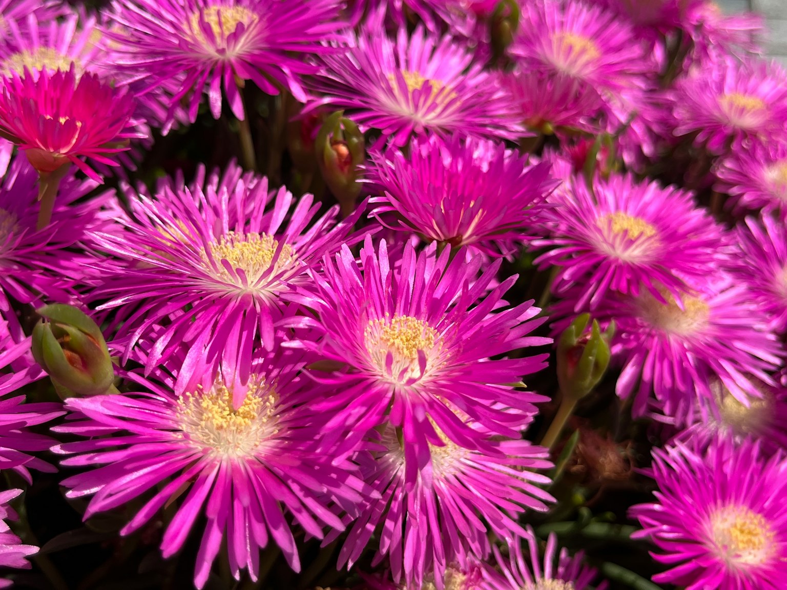 Vibrant pink flowers blooming in a lush arrangement