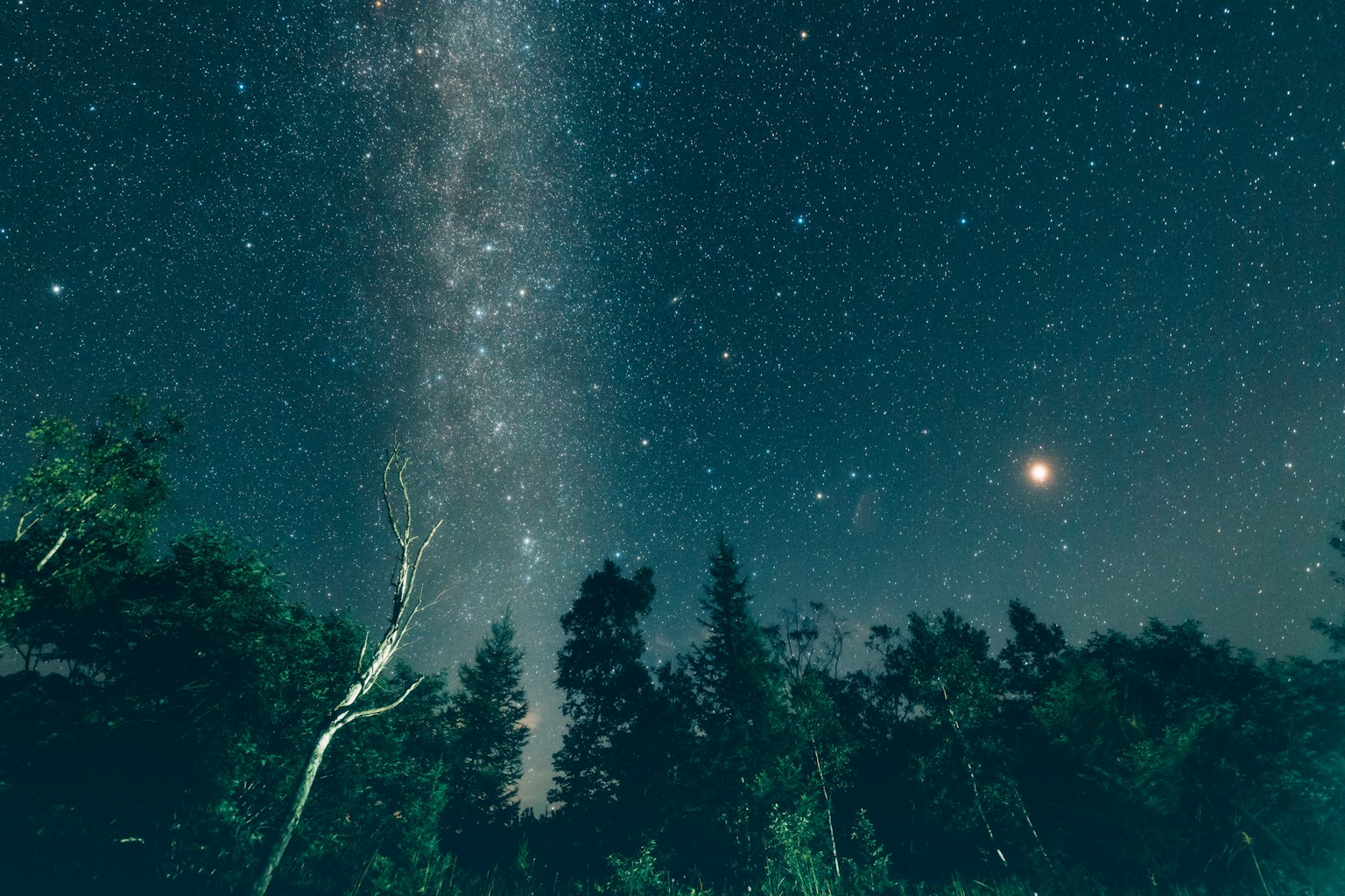 星星和銀河系構成的美麗夜空，前景中有樹木的剪影