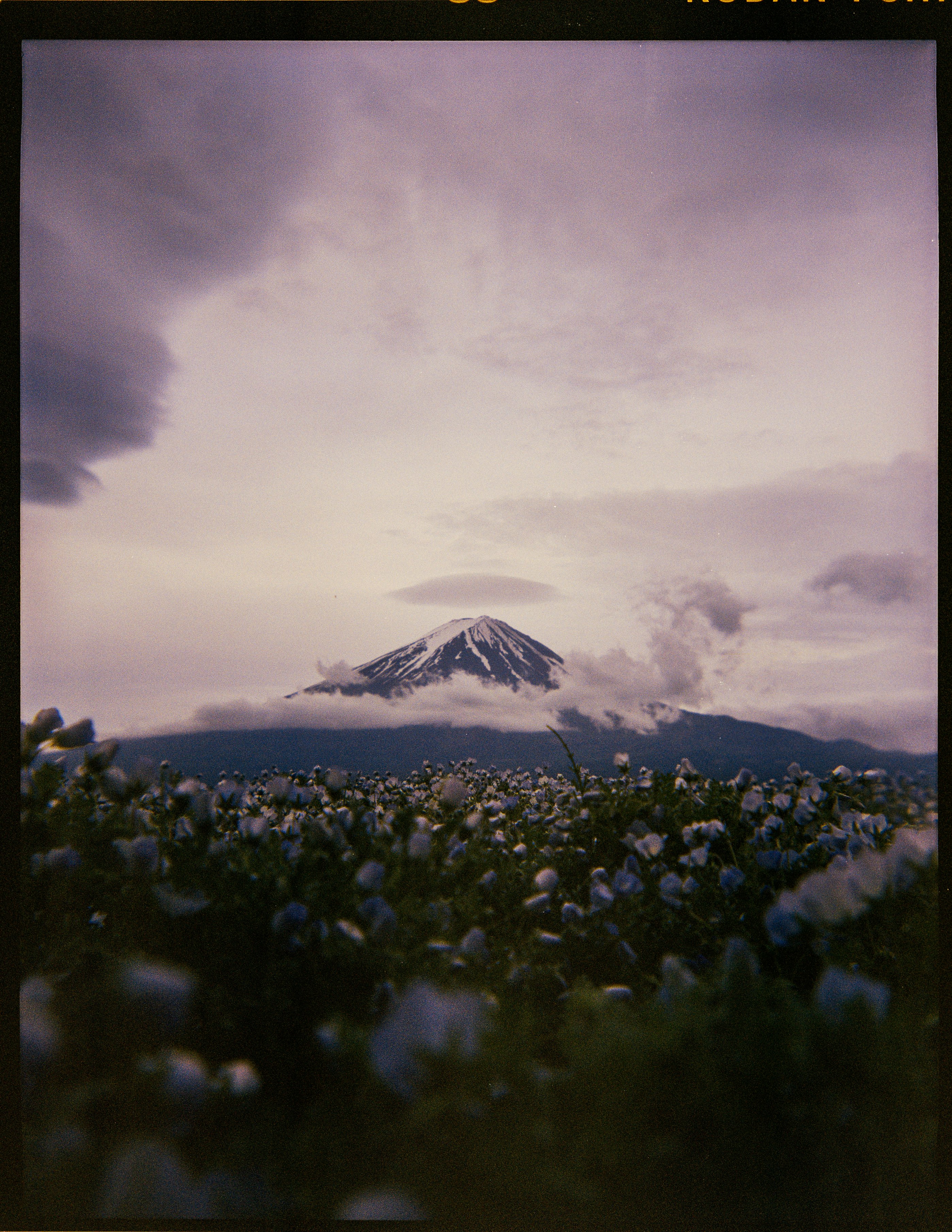 レンズ雲の下に広がる花畑と富士山の眺め
