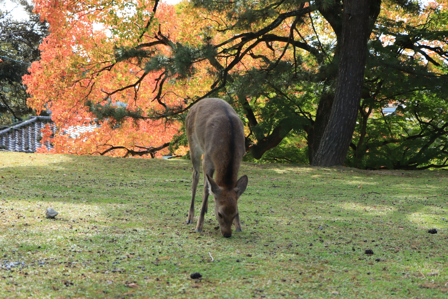 Deer grazing on grass in an autumn landscape
