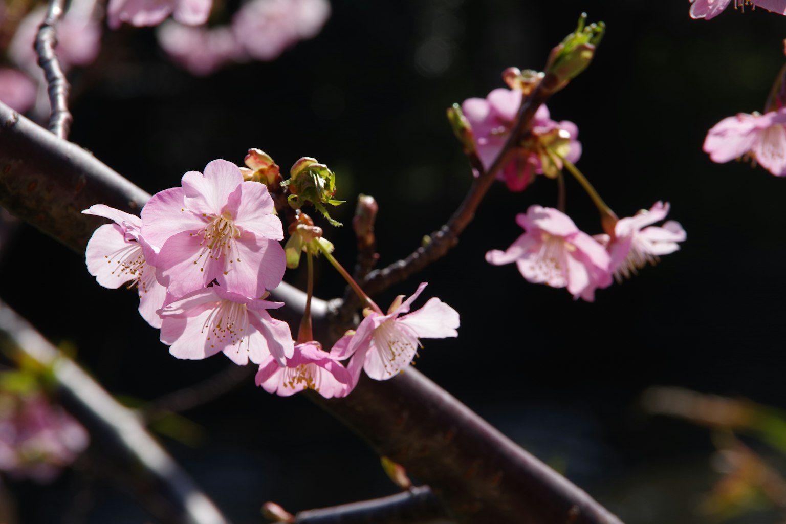 Acercamiento de flores de cerezo en una rama