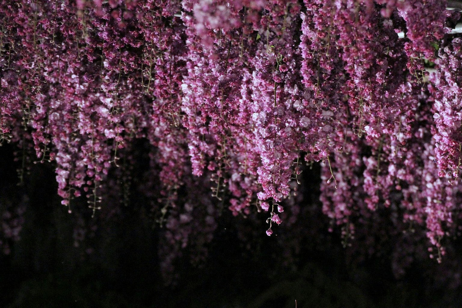 Una bella esposizione di fiori rosa a cascata