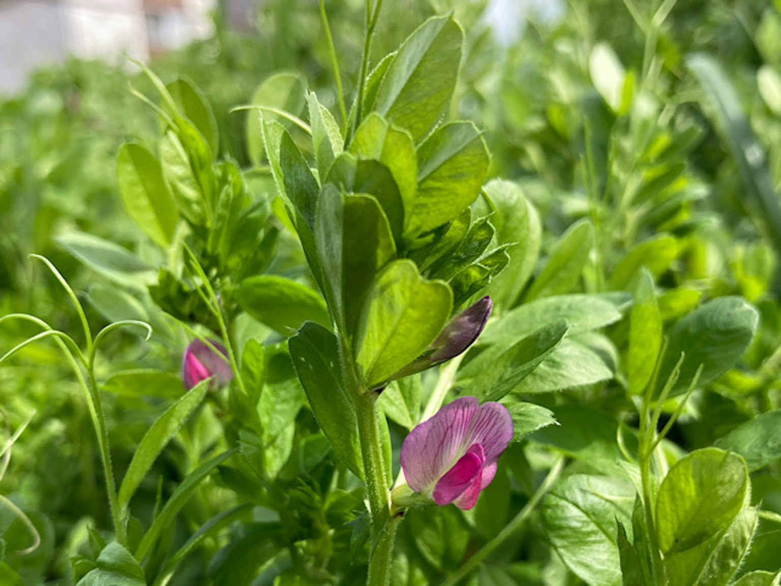Primo piano di foglie verdi e fiori viola su una pianta