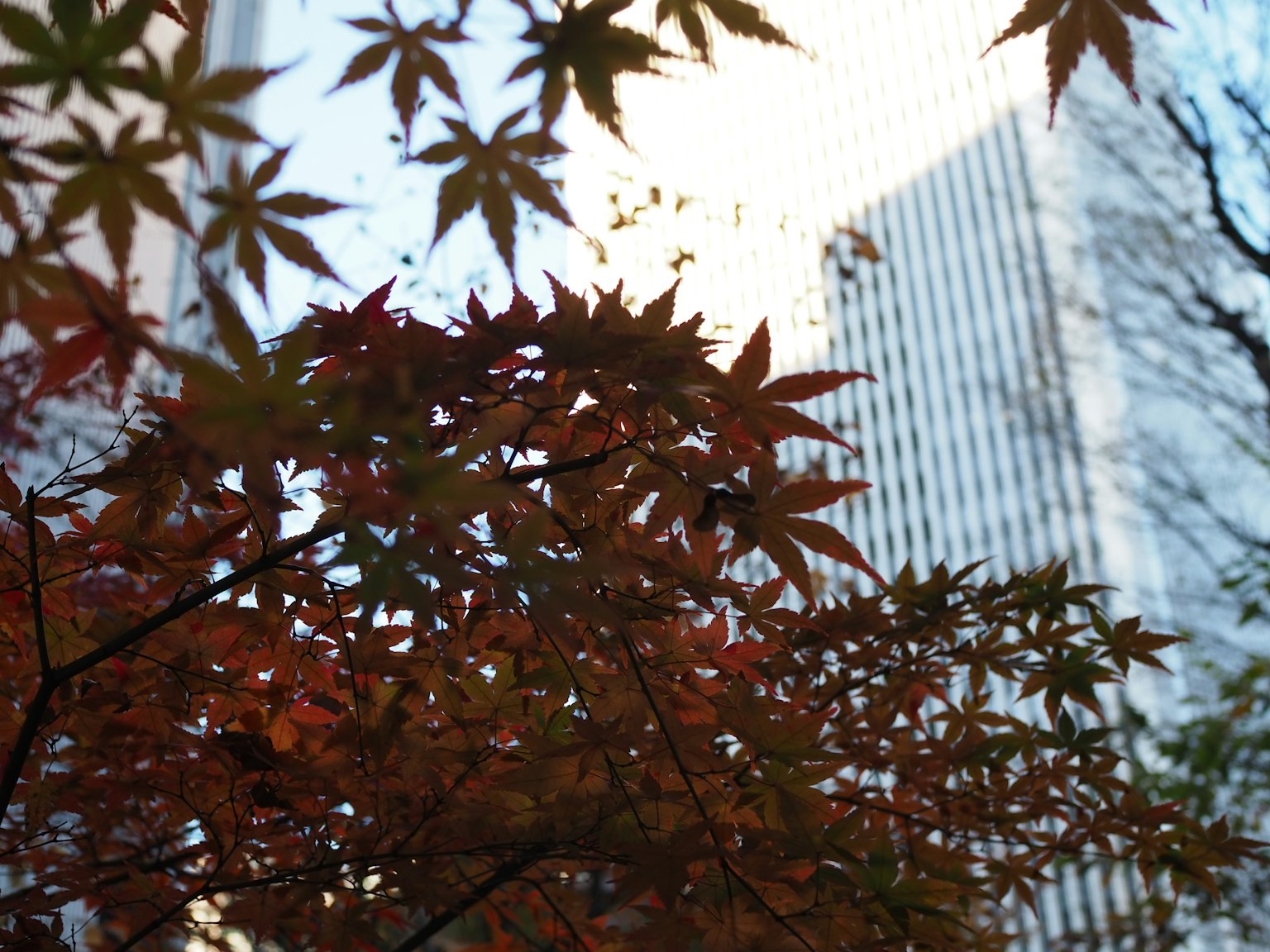 Feuilles d'érable rouges au premier plan avec un gratte-ciel en arrière-plan