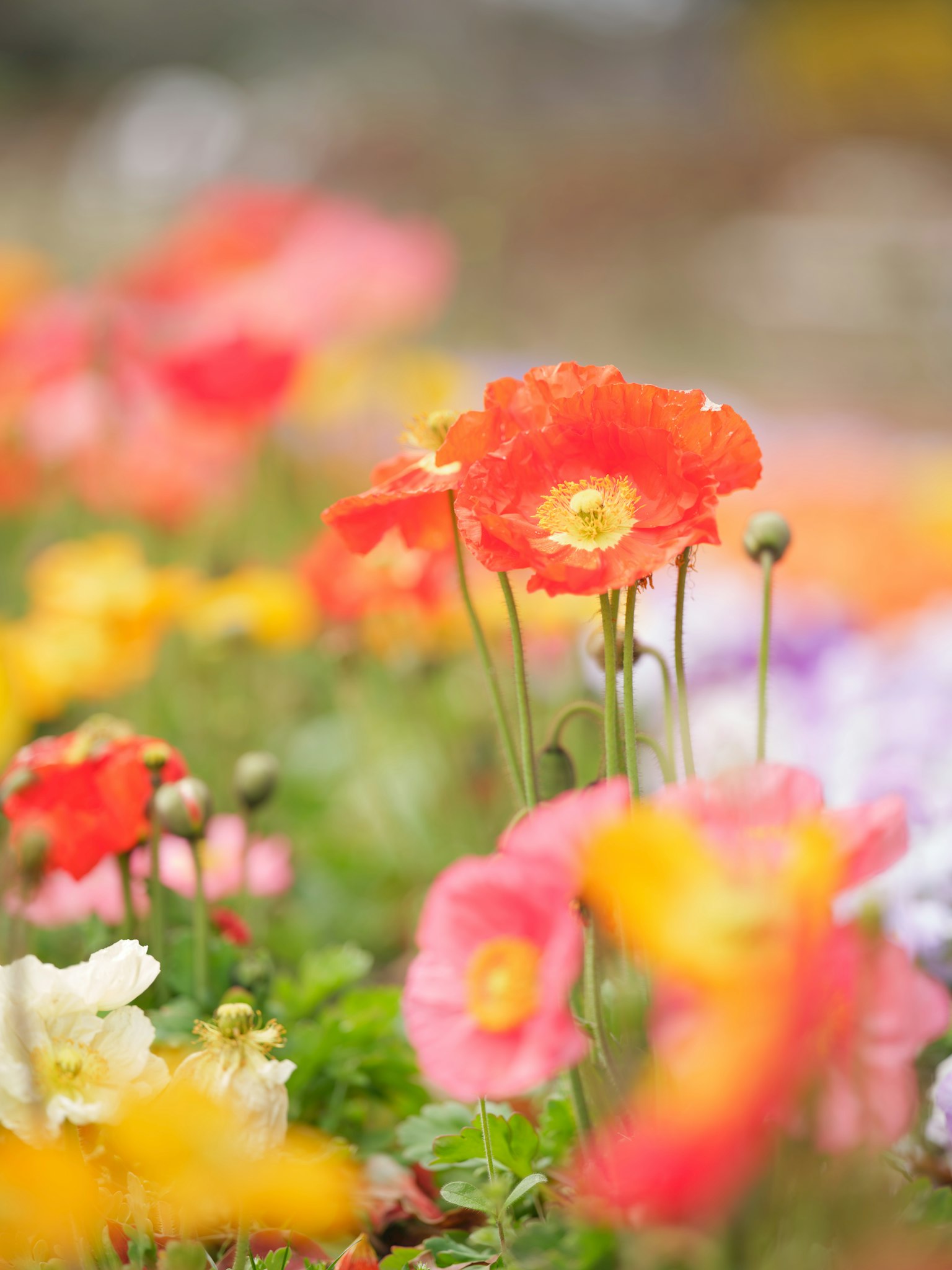 Giardino fiorito vibrante con papaveri in fiore
