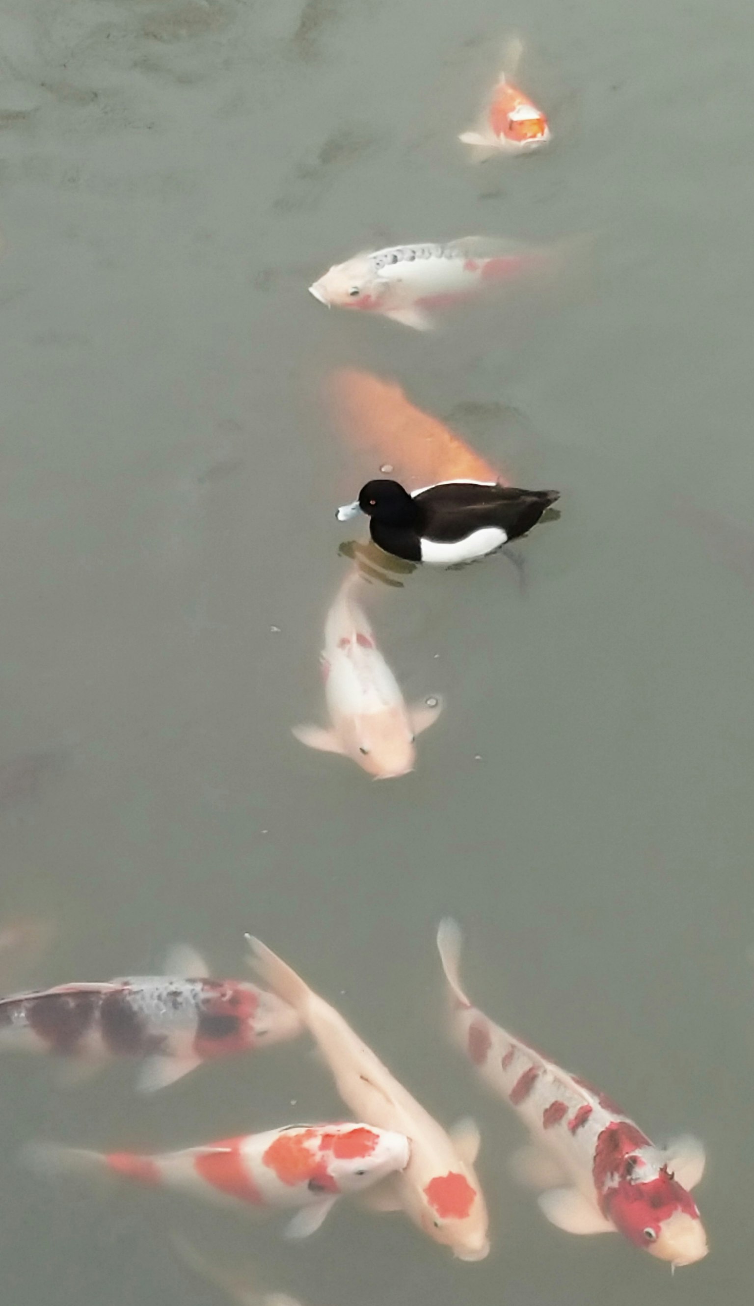 Image de carpes koi nageant avec un canard noir