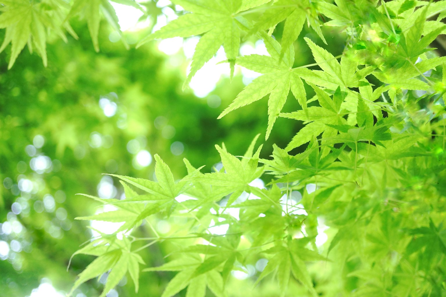 Close-up daun hijau cerah di cabang pohon