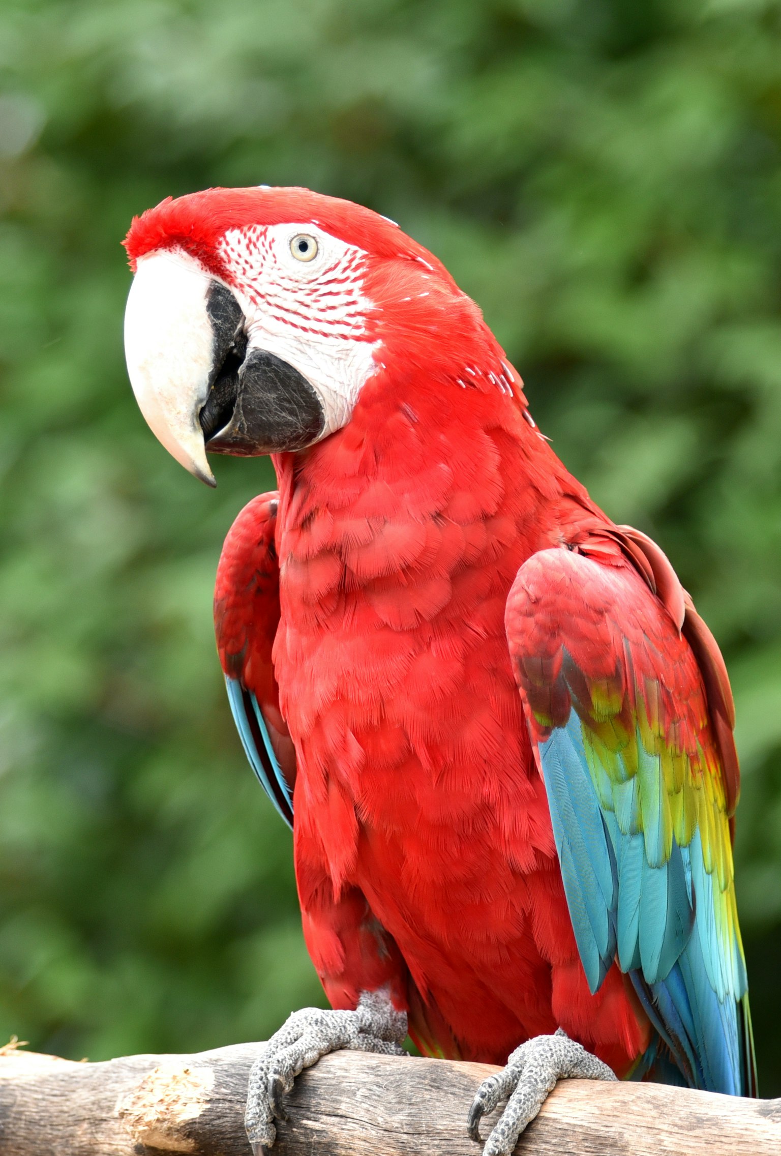 Vibrant red parrot perched on a branch