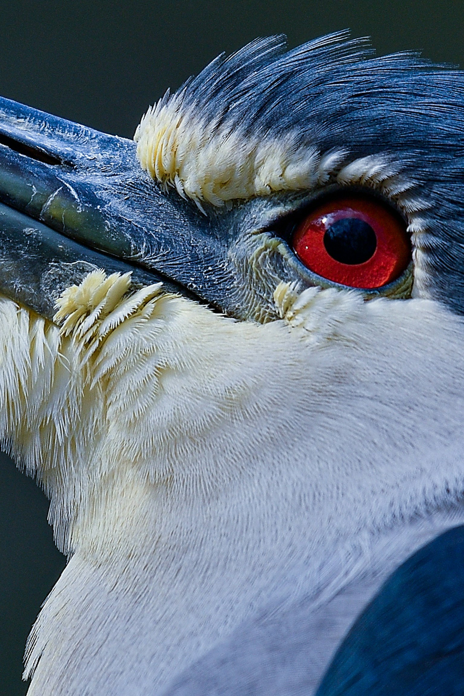 Primo piano di un uccello con piume blu e occhi rossi distintivi