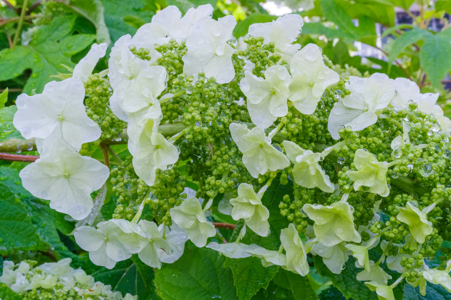 绿叶环绕的白色绣球花特写