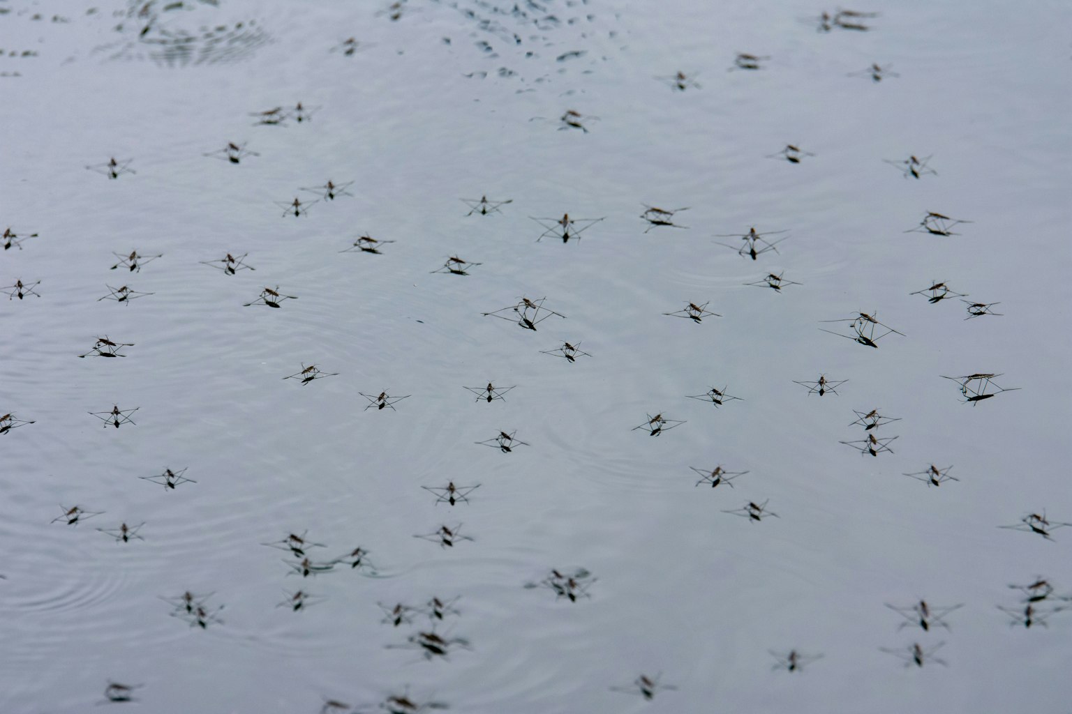 Un essaim de petits insectes flottant à la surface de l'eau