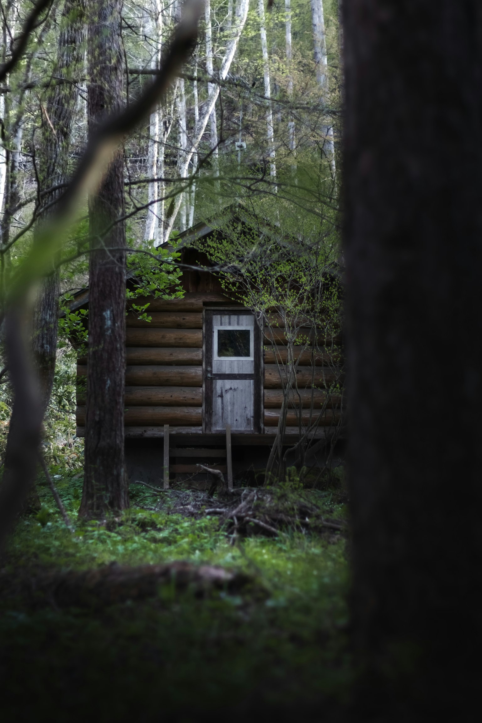 Piccola cabina in legno nella foresta circondata da vegetazione e alberi