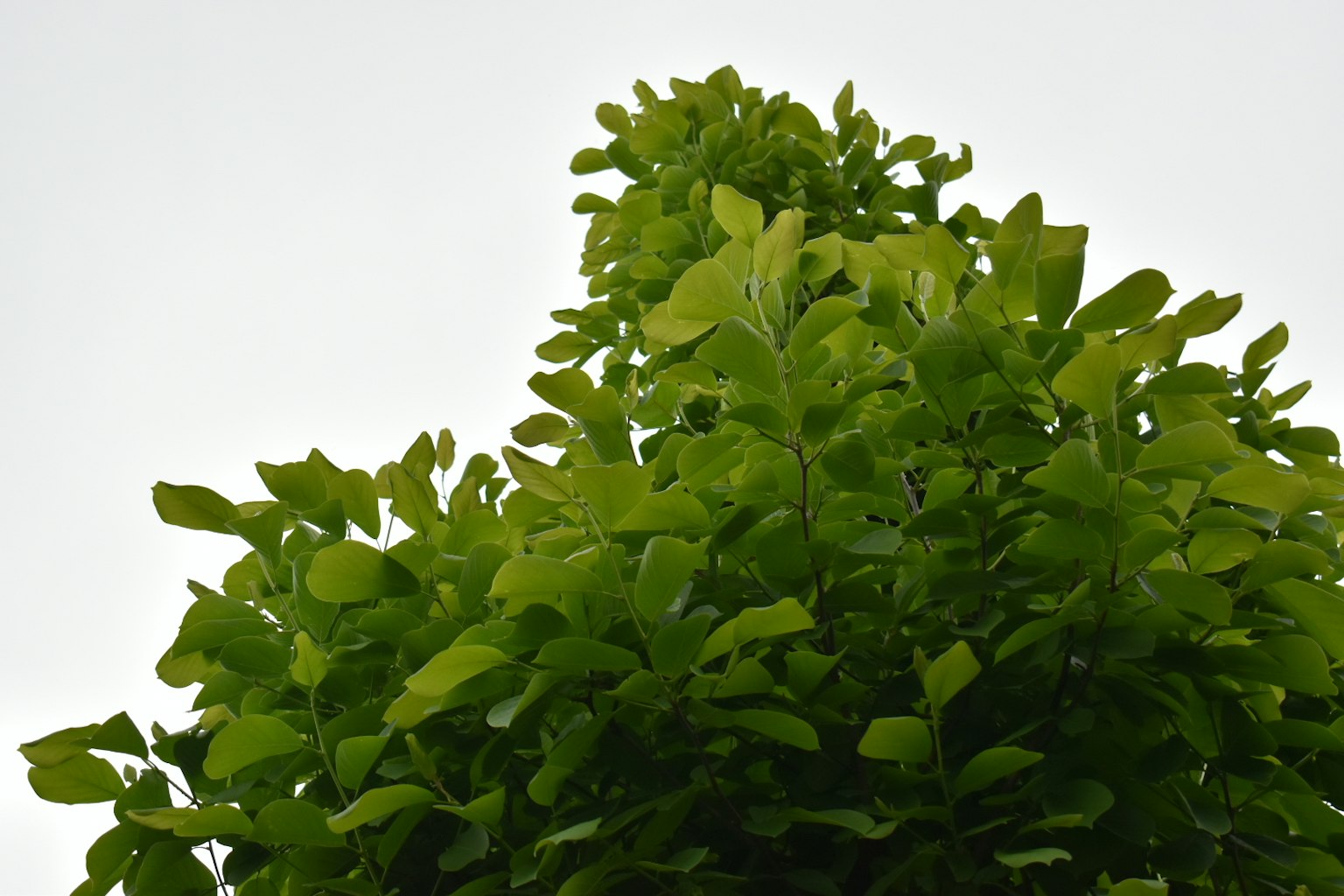 茂盛的綠色樹葉朝天空伸展