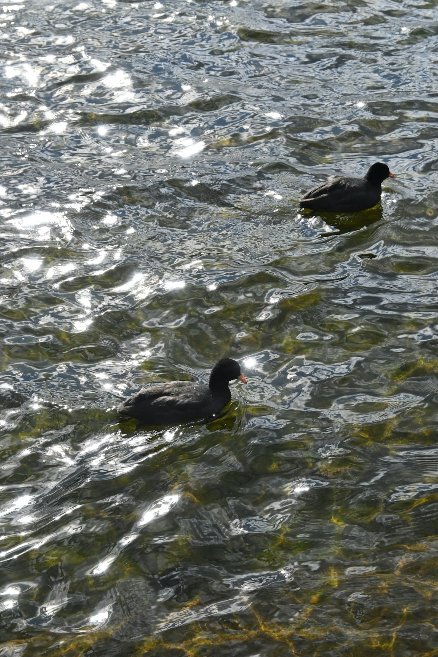 Deux canards nageant à la surface de l'eau