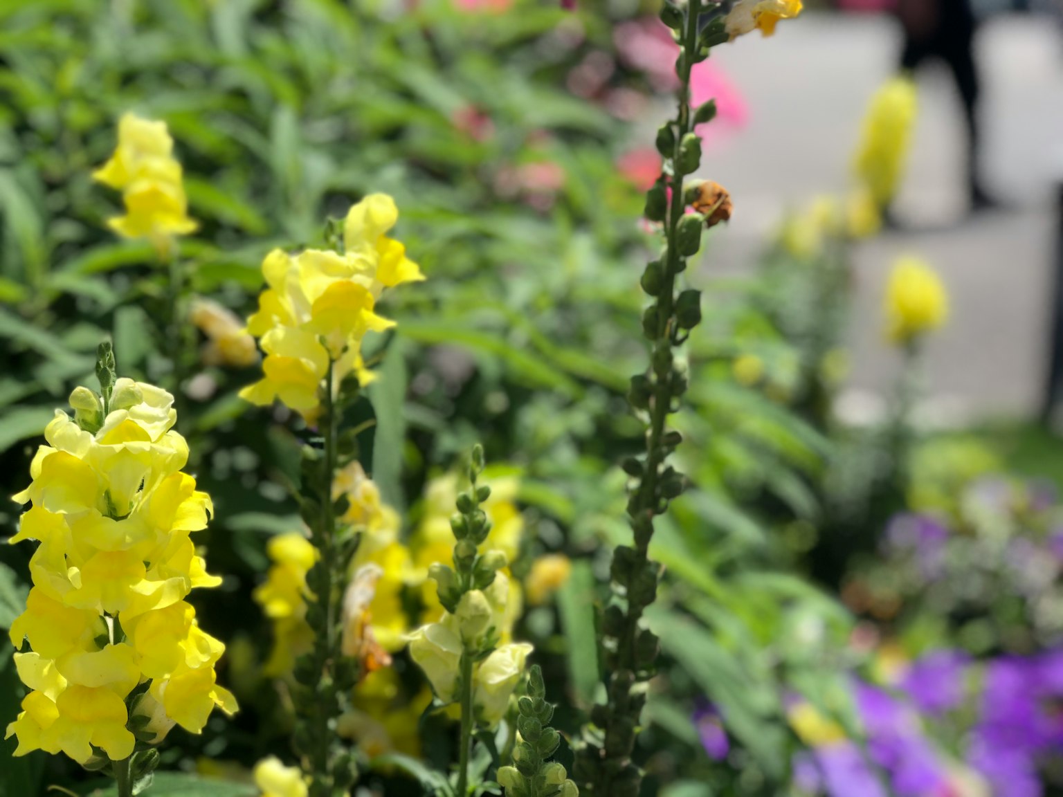 Fiori gialli vibranti con fogliame verde lussureggiante